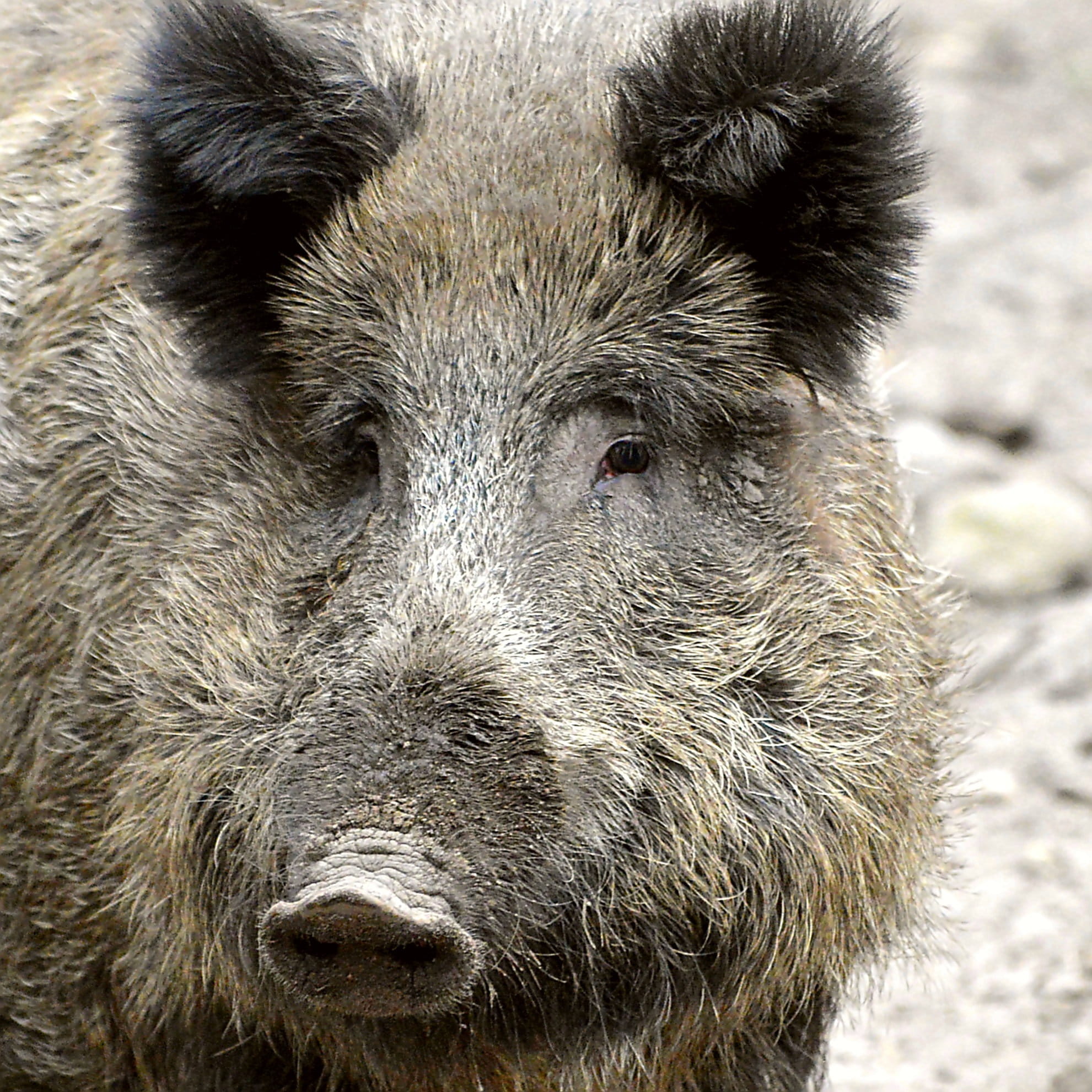 enclosure, dig, herbivorous, Ears, animal nose, wildlife, close-up, one animal, Boar, snout, bristle-animal, Animal, pig, eyes, wild Boar, wire fence, nose, Phone HD Wallpaper
