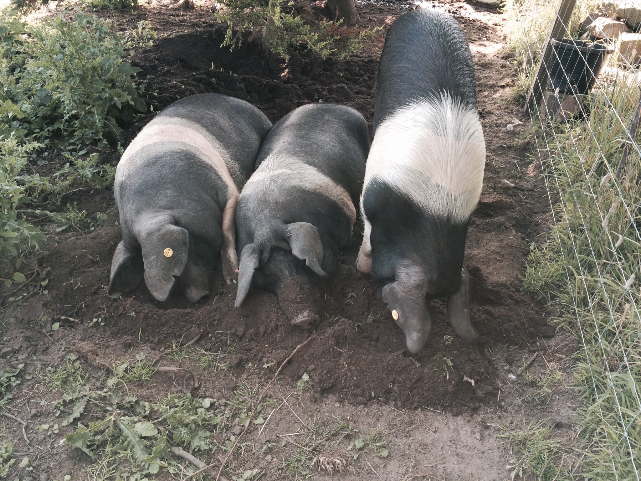 ham, swine, day, boar, pets, animal family, domestic, animal, vertebrate, no people, group of animals, dog, livestock, pork, meat, nature, country, land, HD Wallpaper