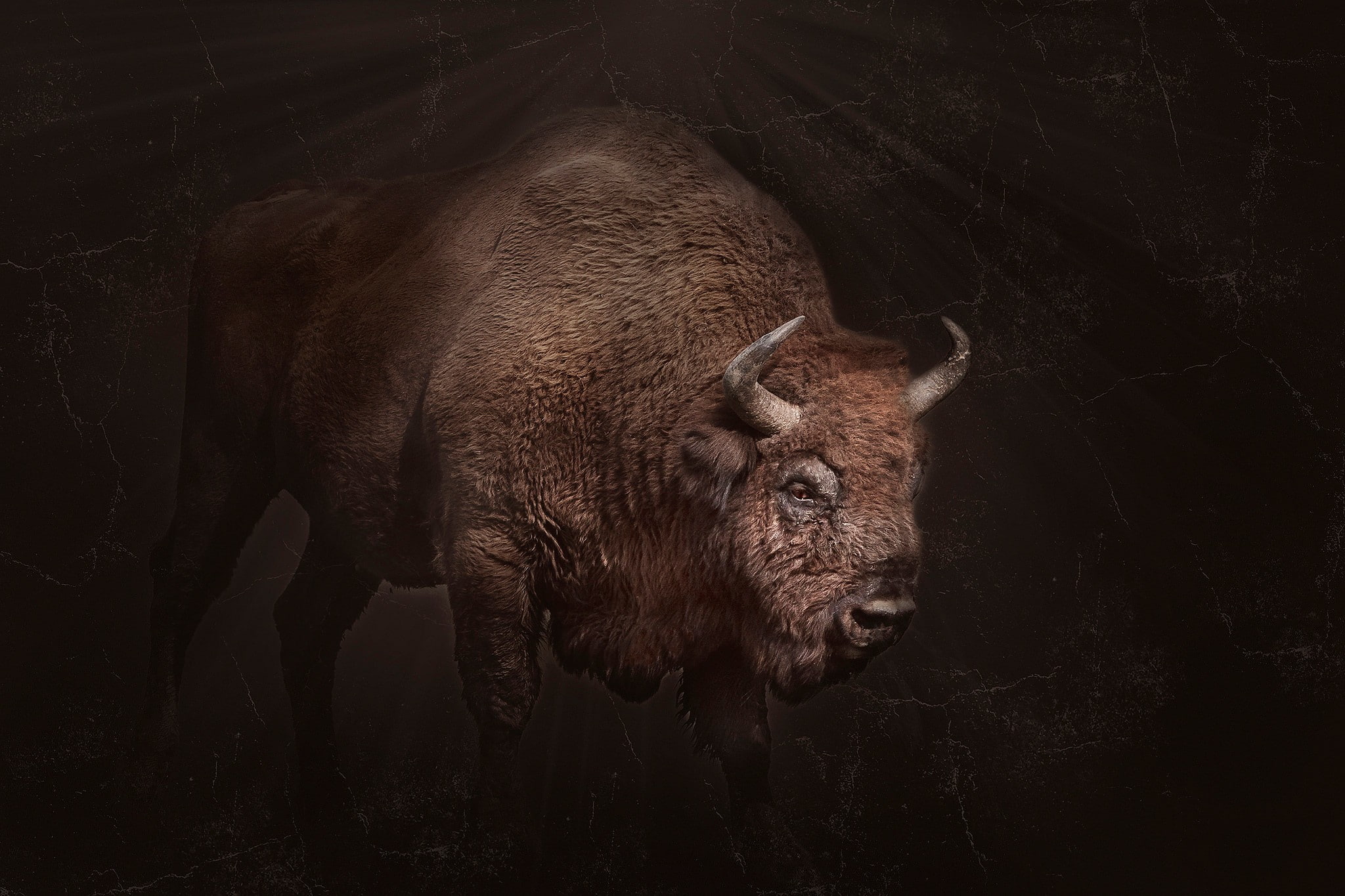 1080P, horns, bison, dark, animals, HD Wallpaper