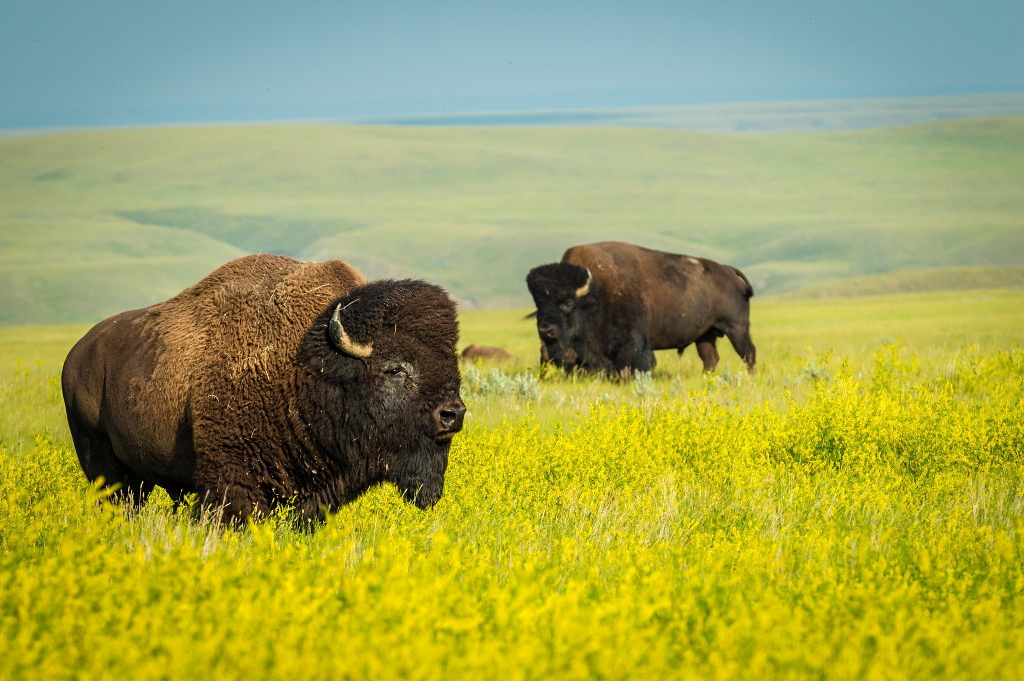 group of animals, animal wildlife, animal themes, herbivorous, plant, landscape, no people, animals in the wild, nature, sky, field, vertebrate, yellow, HD Wallpaper
