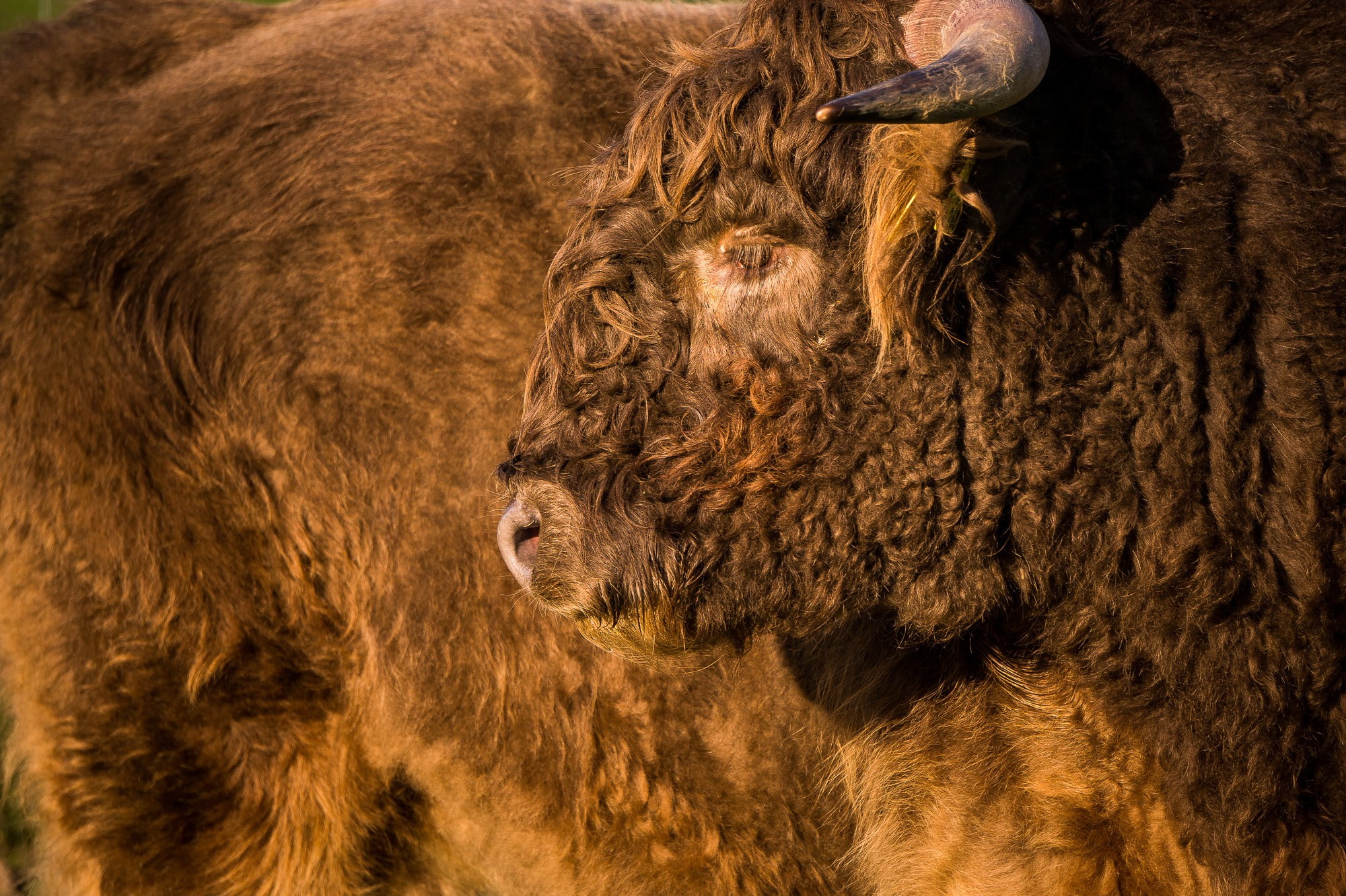 bison, animals, wildlife, horns, 1080P, HD Wallpaper