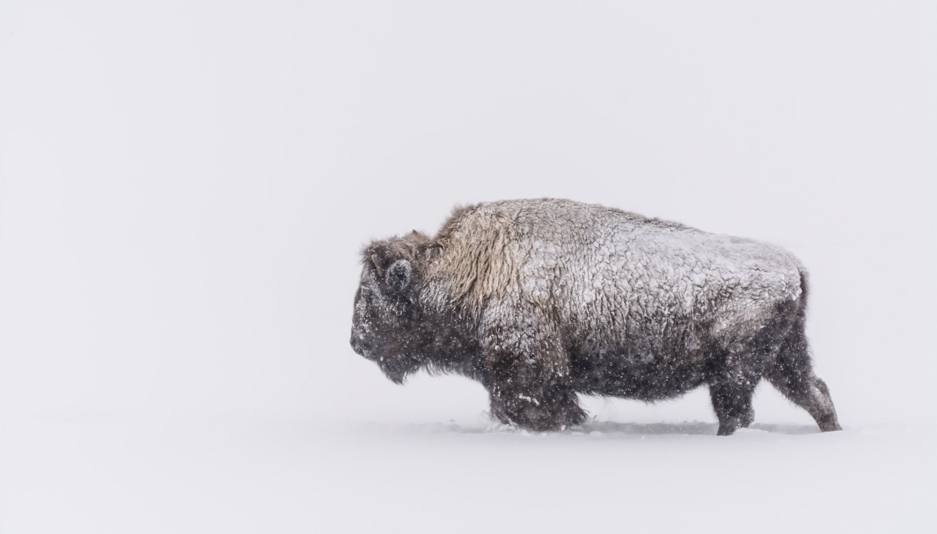 Wildlife, White, Snow, 1080P, Animal, American Bison, Snowfall, HD Wallpaper