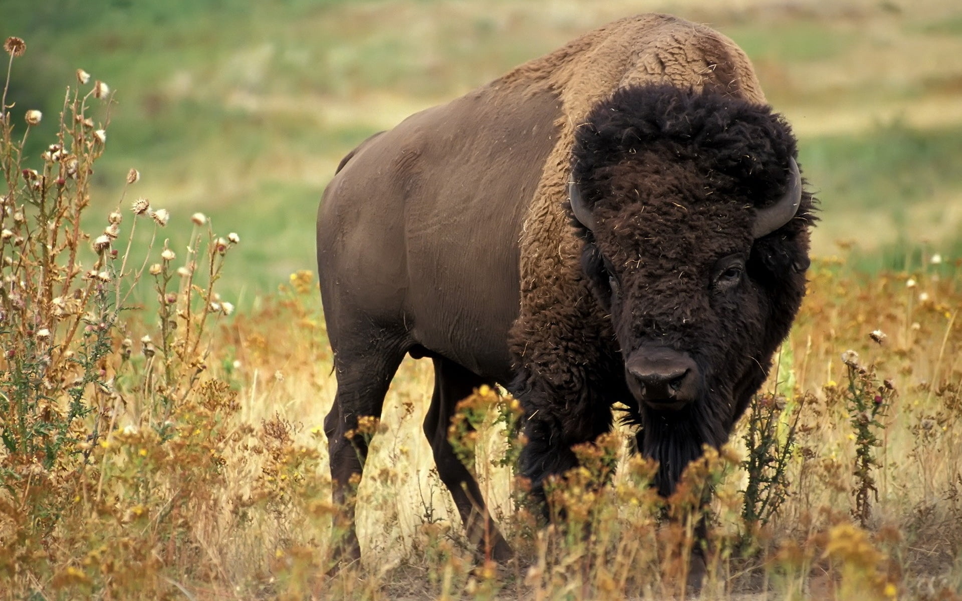 meadow, domestic, flowers, prairie, day, one Animal, vertebrate, pets, uSA, plain, cattle, outdoors, rural Scene, land, plant, brown, herbivorous, no People, HD Wallpaper