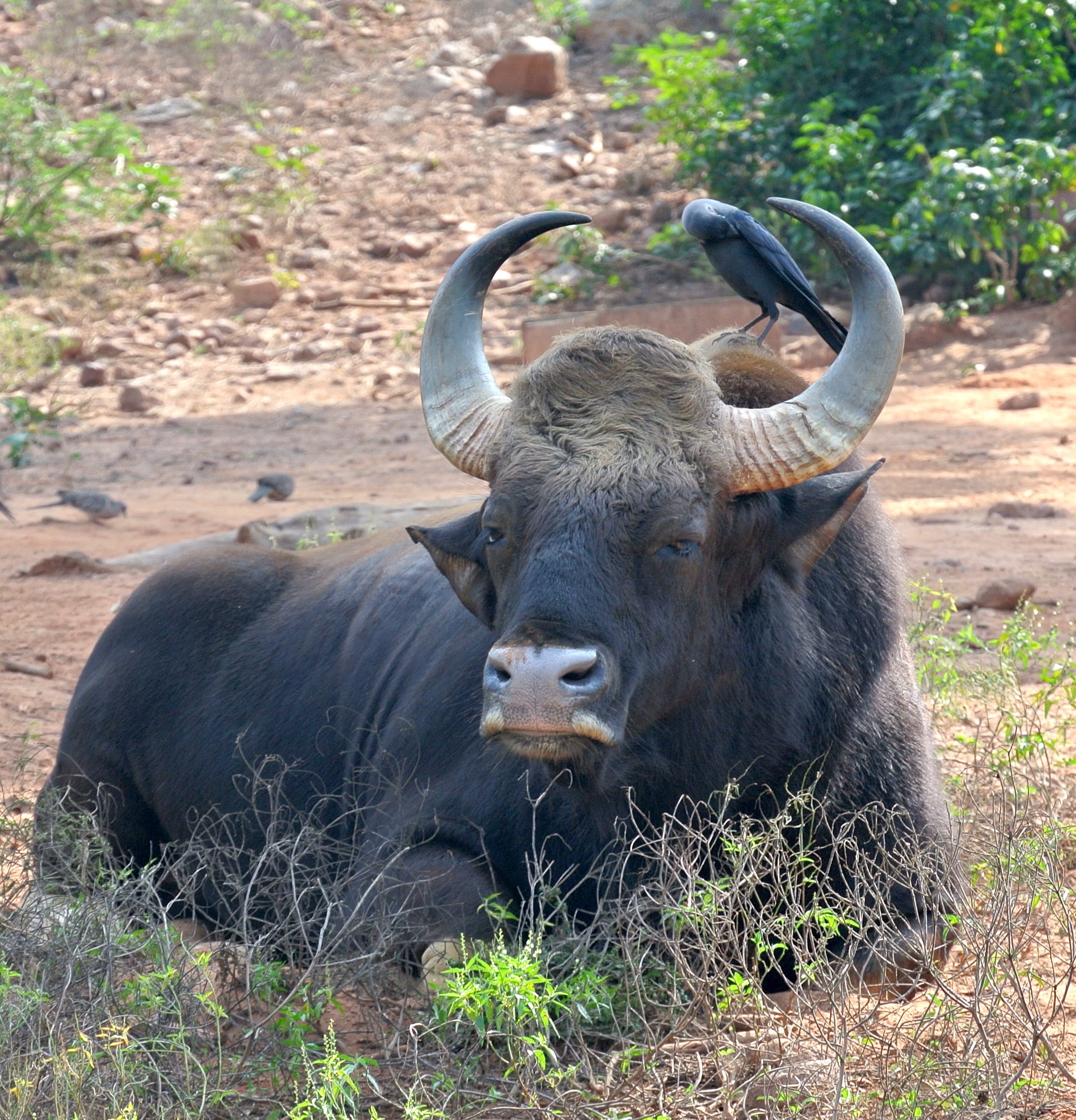 animal wildlife, grass, livestock, herbivorous, vertebrate, water buffalo, buffalo, horned, plant, bull, outdoors, india, pets, bison, water, gaur, nature, Phone HD Wallpaper