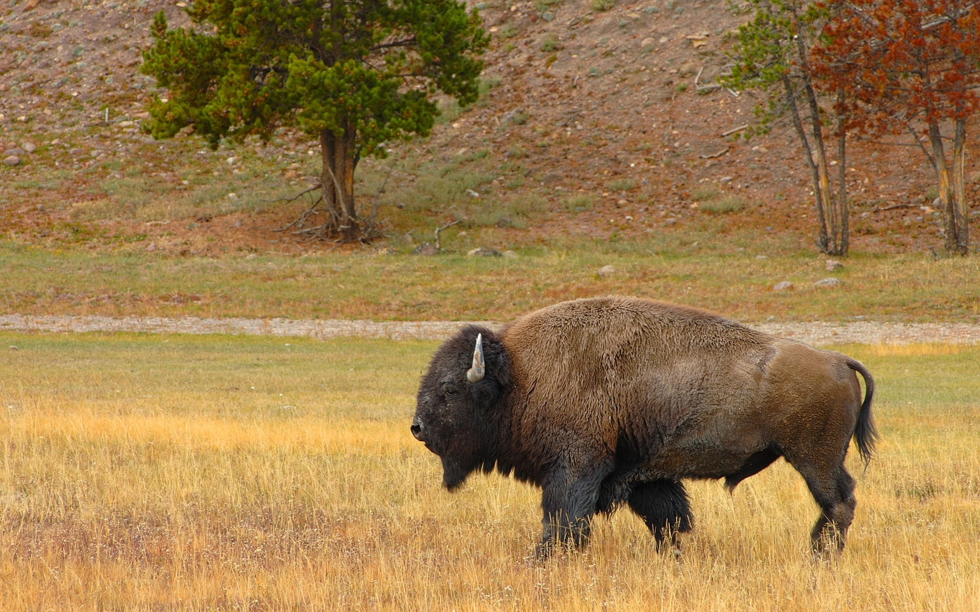 rocky Mountains, animal themes, tree, western USA, montana, animal, american Bison, walk, one animal, forest, plant, no People, animals In The Wild, herbivorous, HD Wallpaper