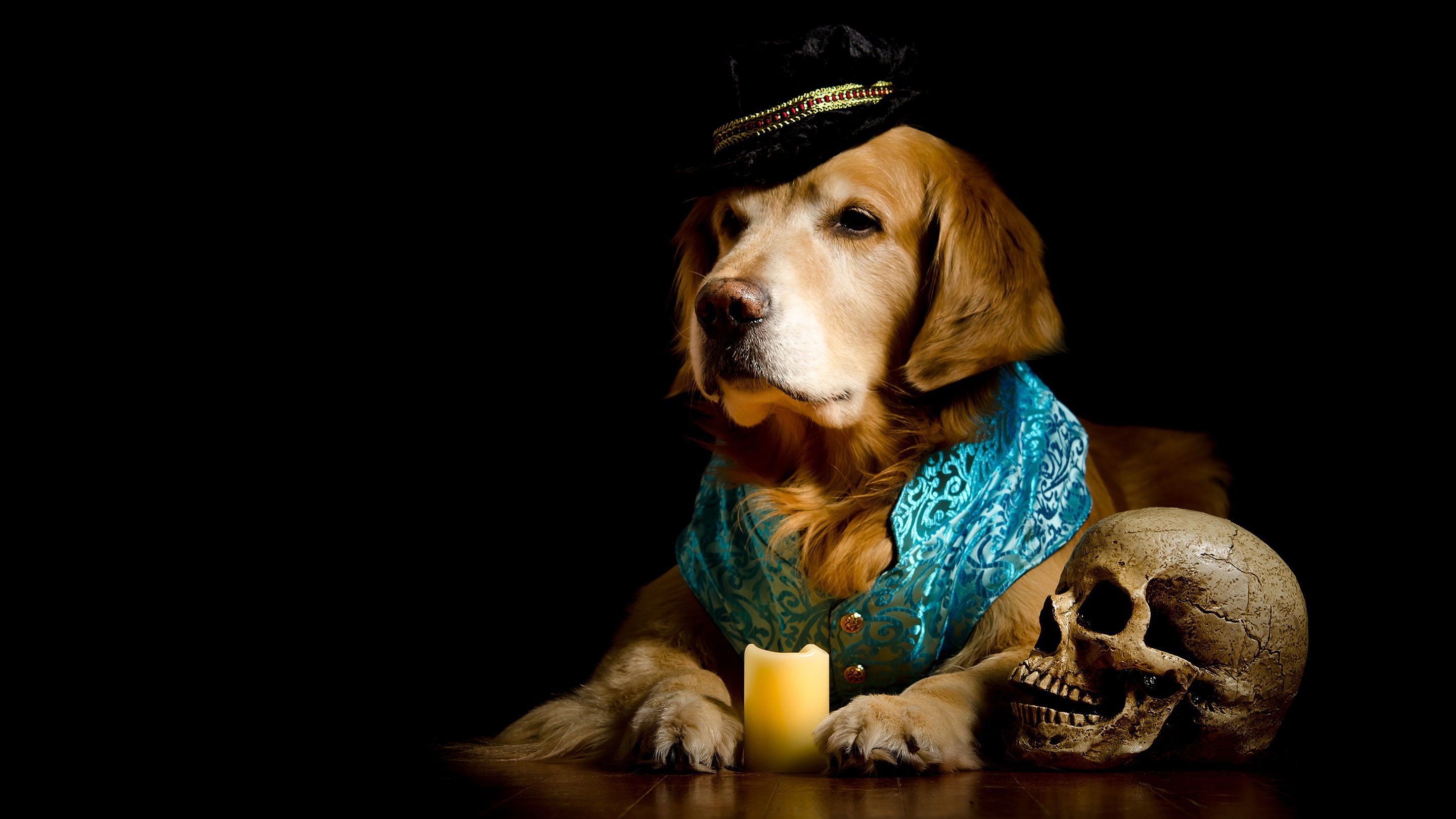 composition, Retriever, Golden, hat, dog, costume, skull, black background, vest, poor Yorick, candle, photoshoot, elegant, portrait, 2K, HD Wallpaper