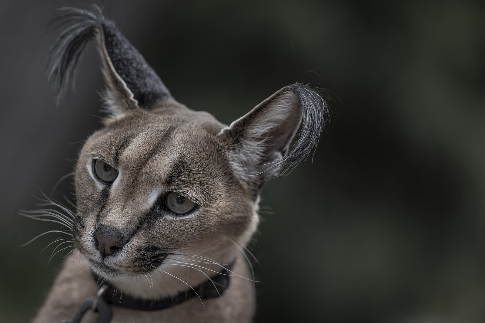 Caracal, animal body part, domestic, cat, animal head, vertebrate, animal eye, mammal, focus on foreground, close-up, one animal, wildlife, animal wildlife, HD Wallpaper