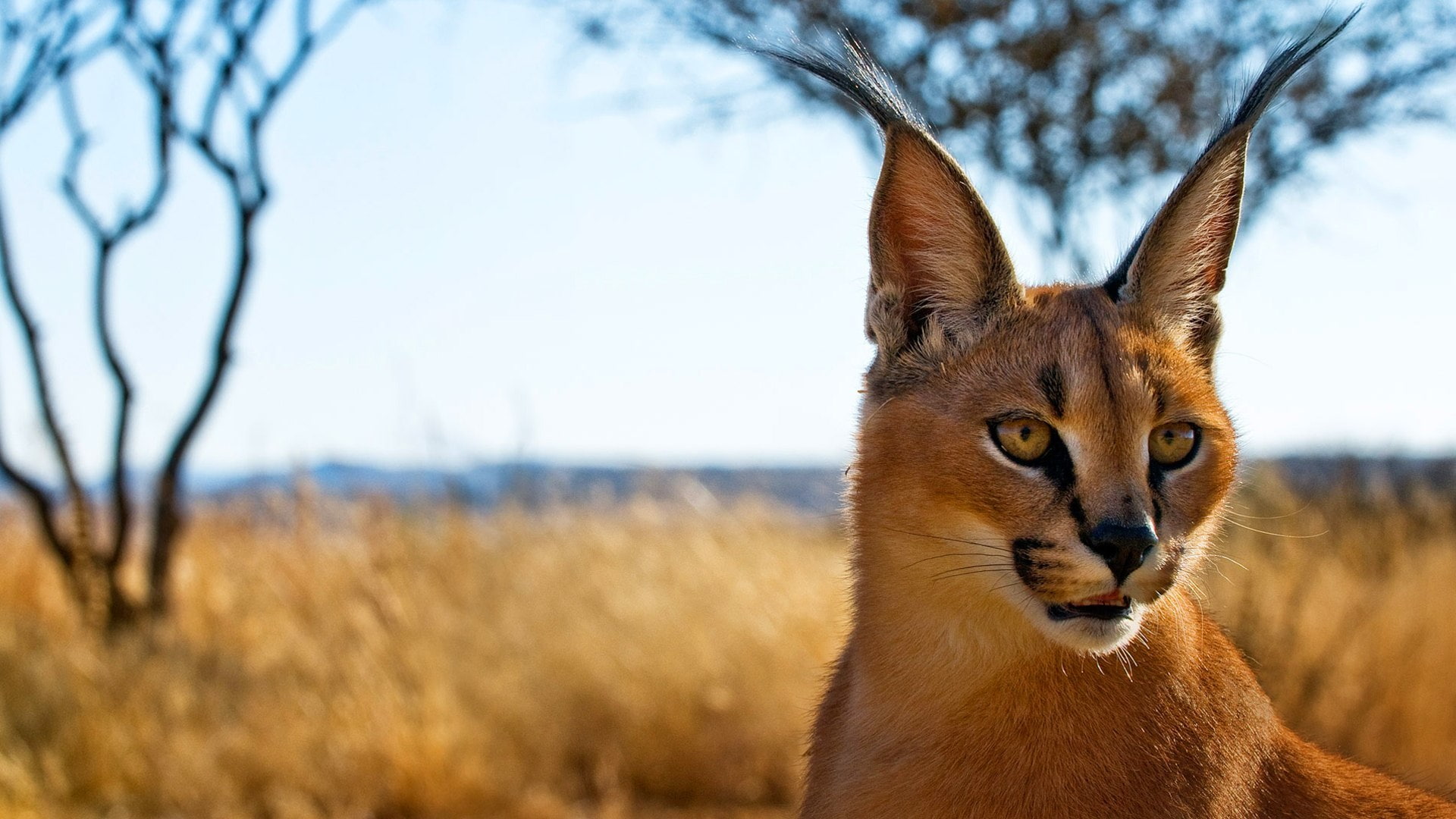 Caracal, 1080P, Cats, HD Wallpaper
