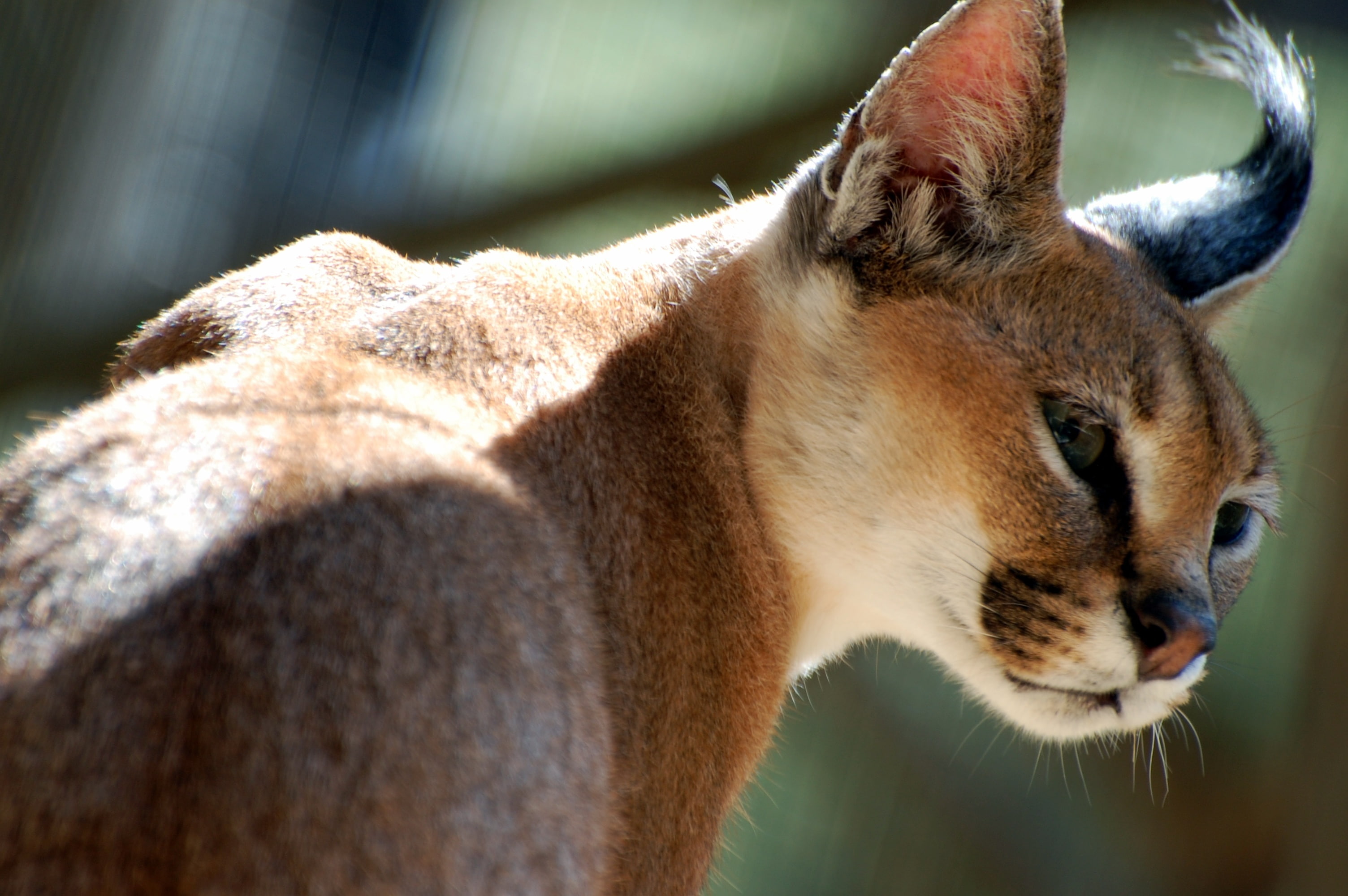 2K, caracal, HD Wallpaper
