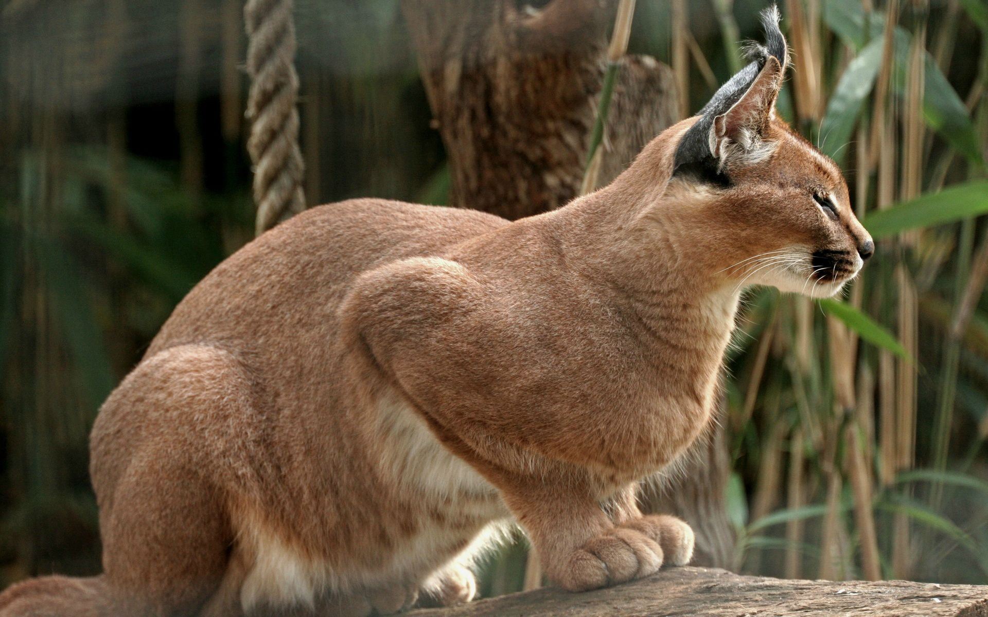 hd, cat, 1080P, animals, caracal, HD Wallpaper