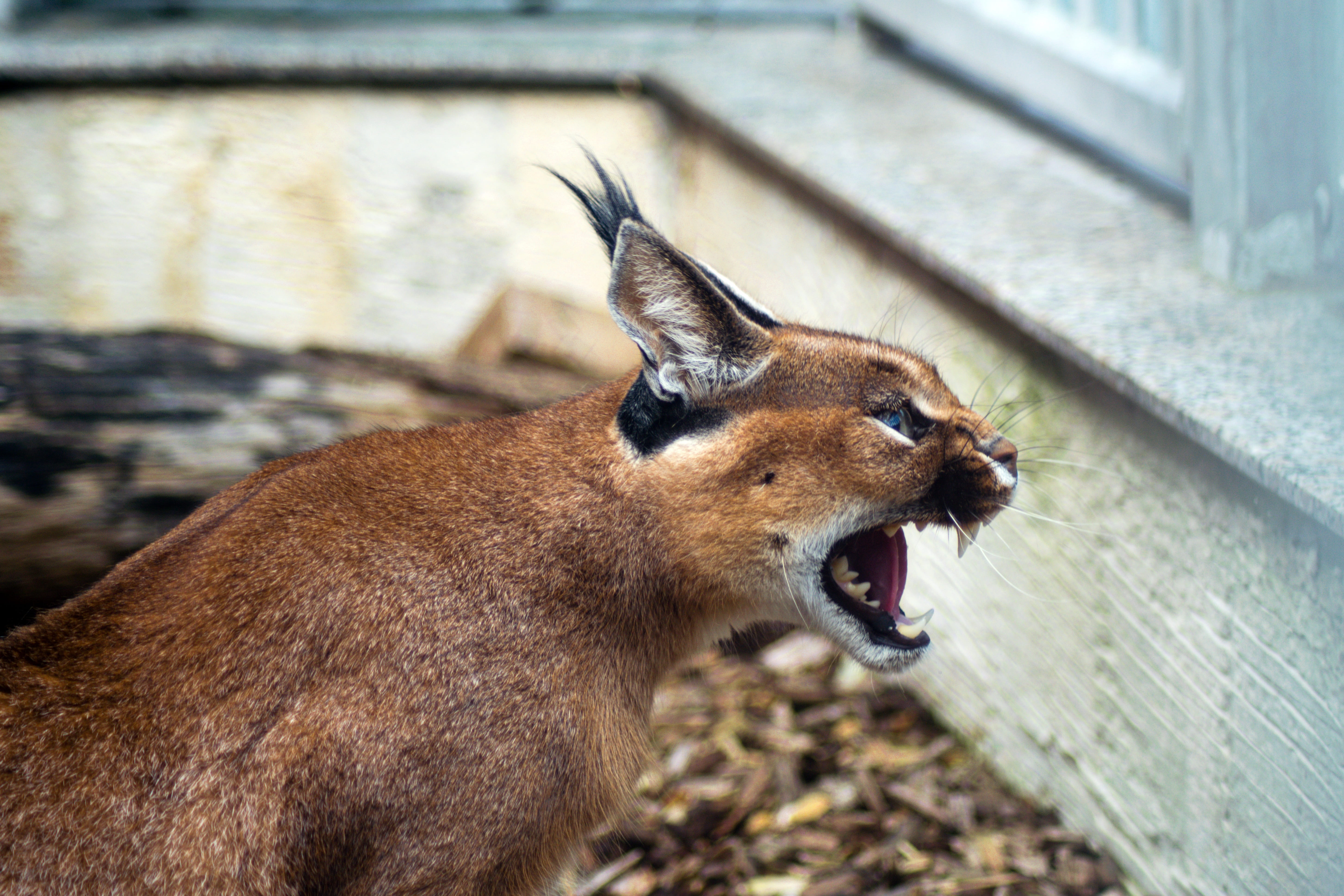mammal, big cat, caracal, aggression, caracal caracal, animal mouth, animal head, lynx, tooth, close-up, animal body part, karakal, risk, brown, animal teeth, HD Wallpaper