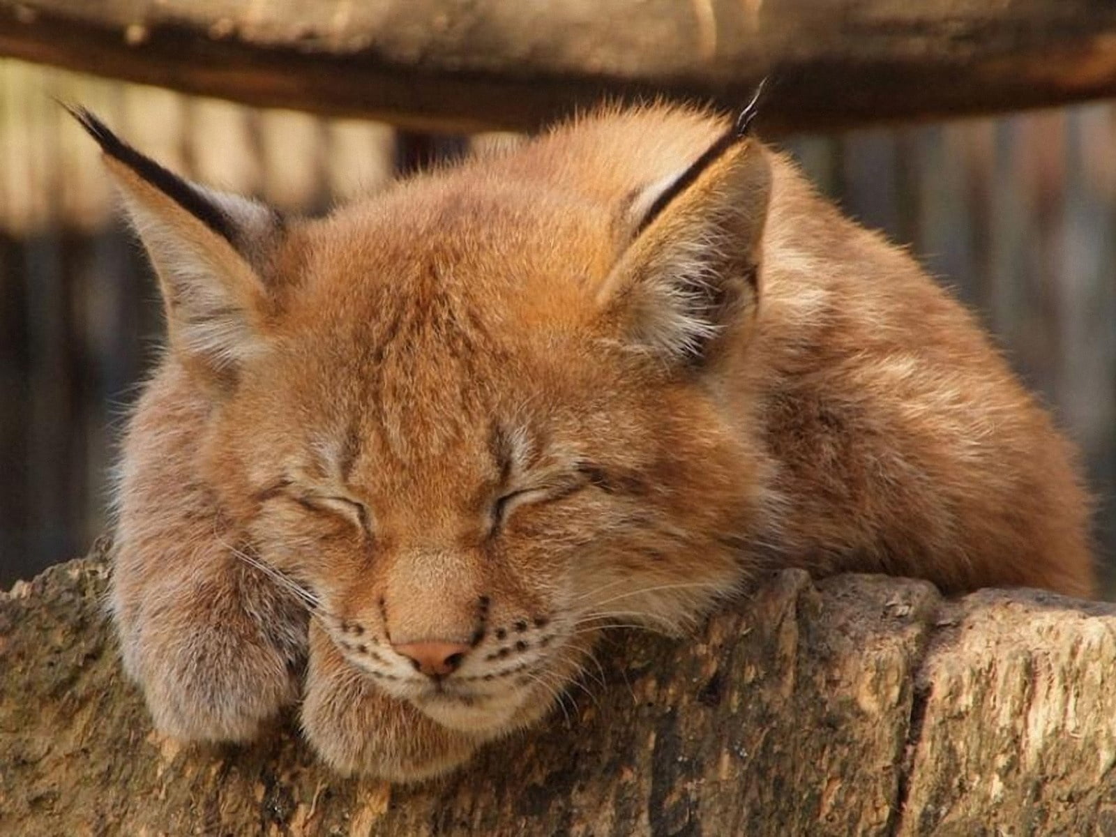 sleep, portrait, wildcat - Animal, day, bobcat, forest, danger, one Animal, wood - material, resting, carnivore, caracal, vertebrate, animal, sleeping, HD Wallpaper