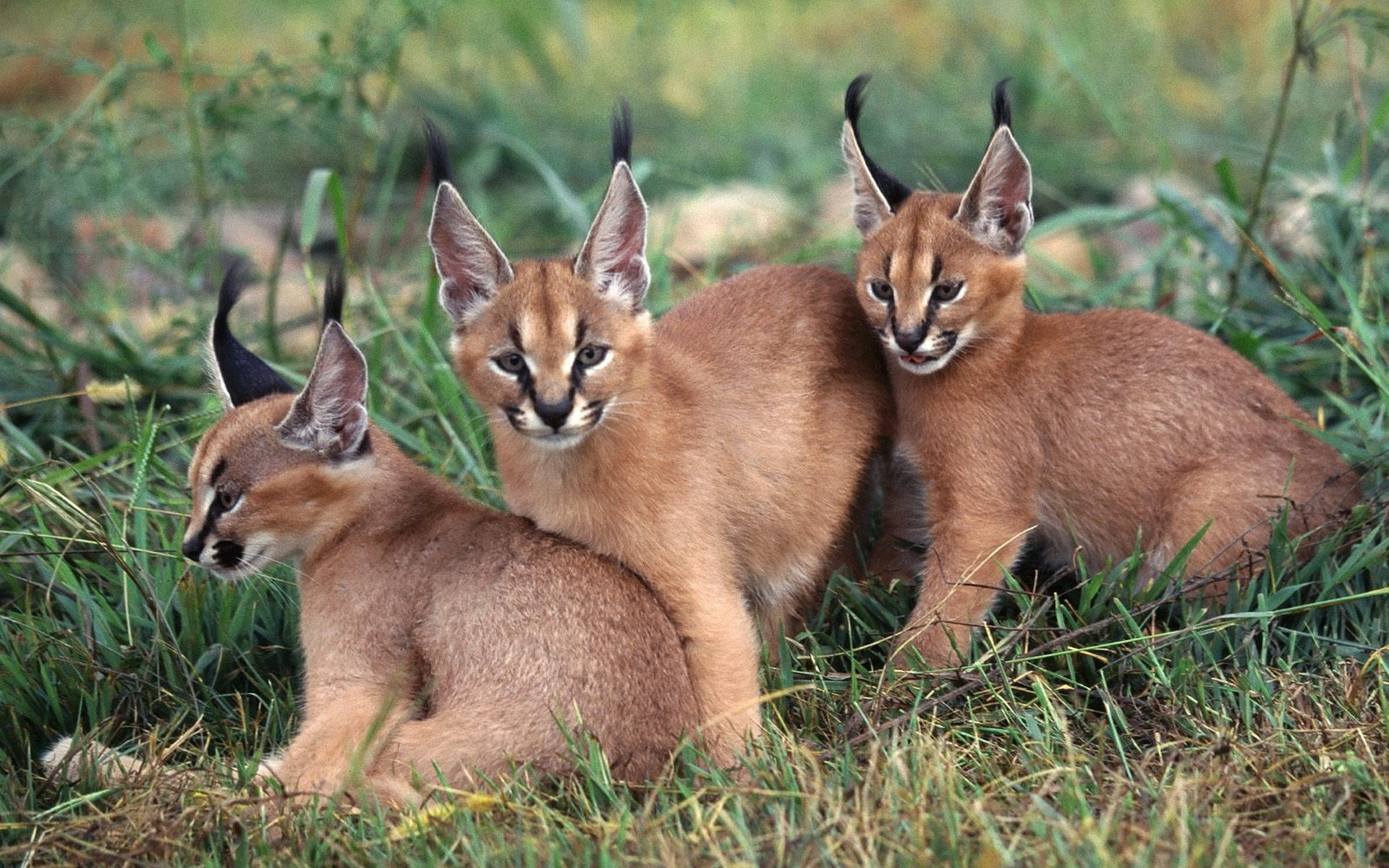 caracal, nature, no people, domestic animals, young animal, domestic, plant, mammal, grass, group of animals, togetherness, 1080P, animal family, outdoors, HD Wallpaper