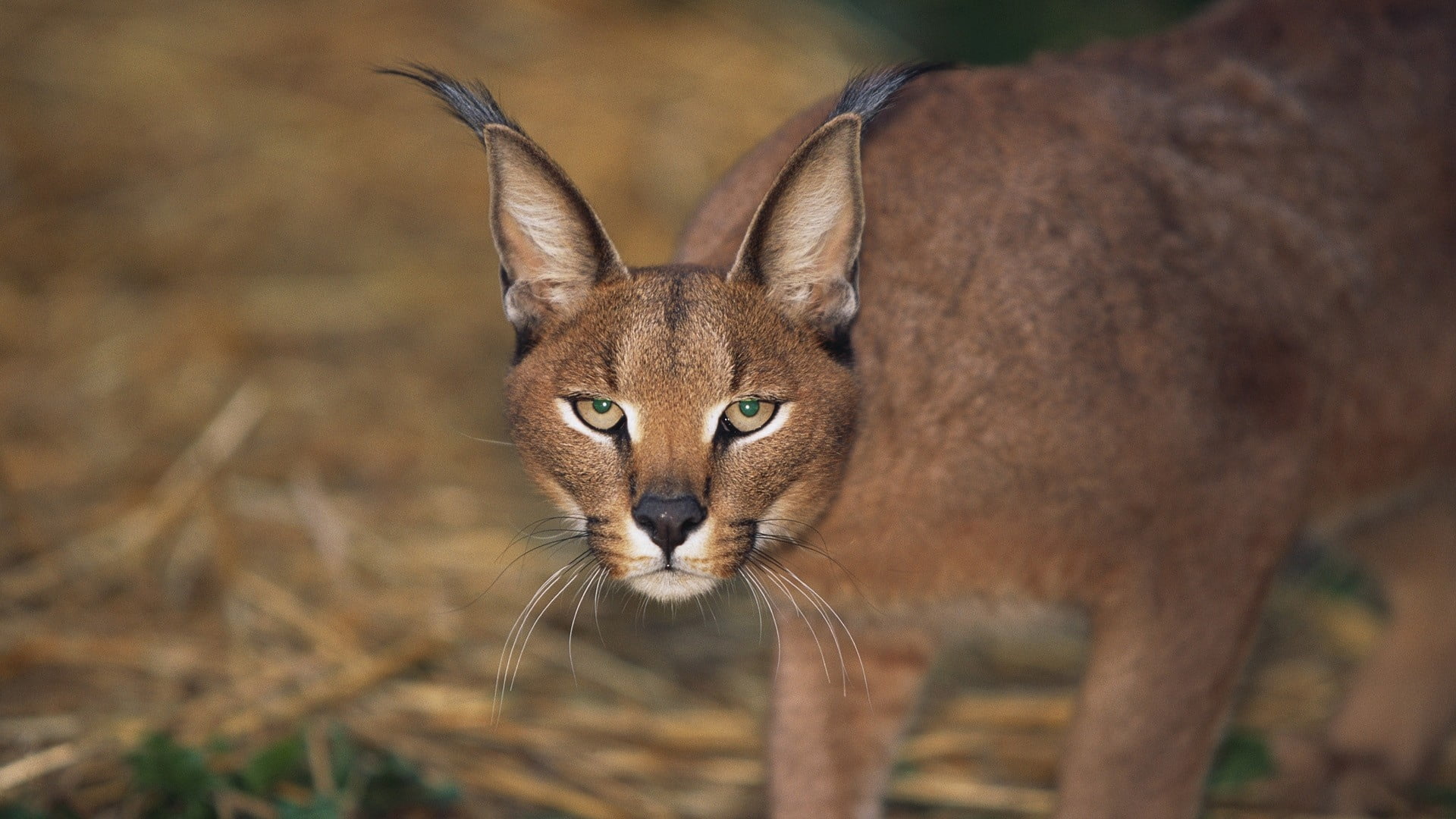 animal eye, eyes, animal body part, 1080P, feline, mammal, face, nature, caracal, front view, portrait, vertebrate, focus on foreground, brown, looking at camera, HD Wallpaper