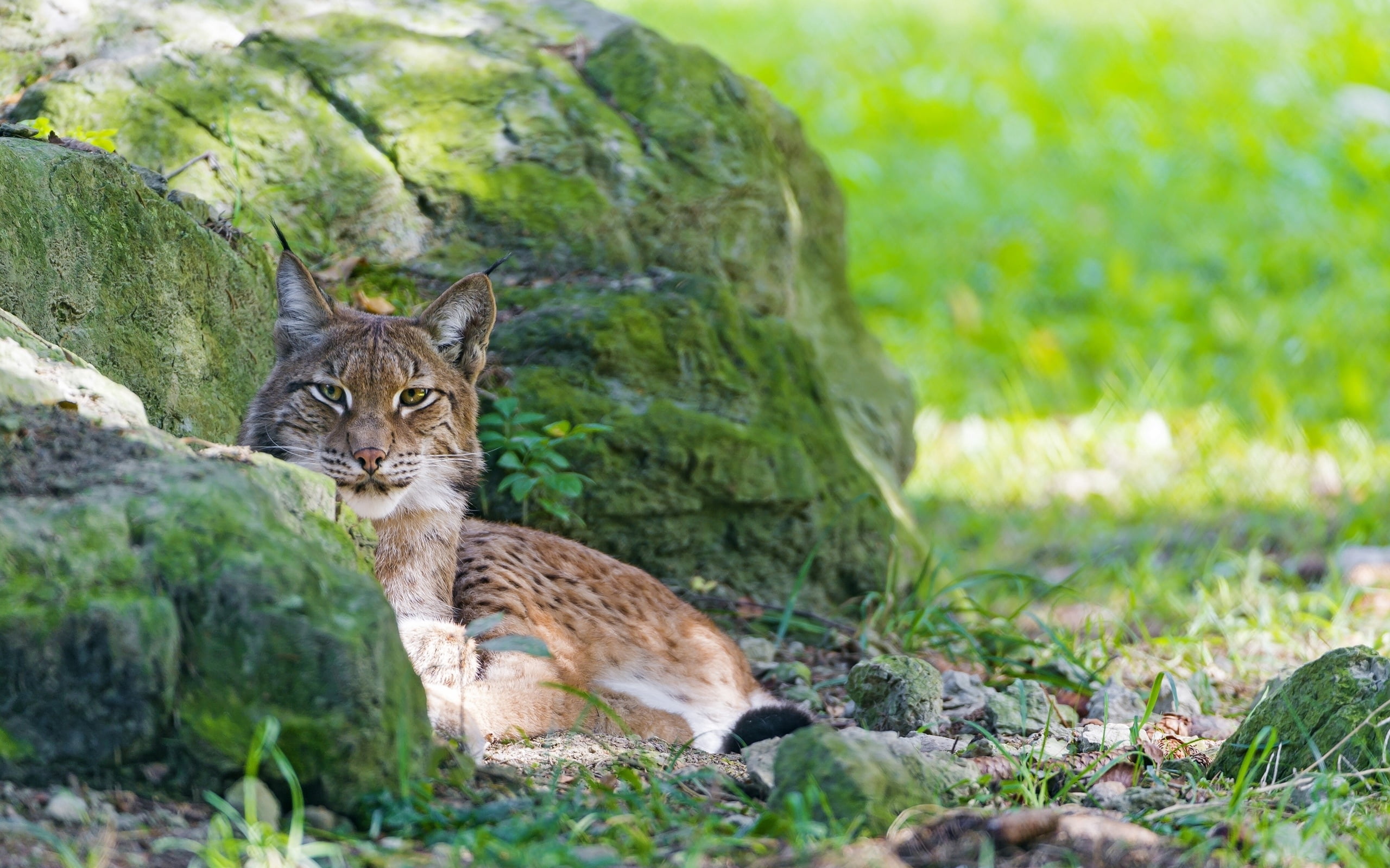 animal wildlife, tree, animals In The Wild, stones, portrait, undomesticated Cat, day, staring, predator, nature, pets, fur, moss, cat, one Animal, relaxation, HD Wallpaper