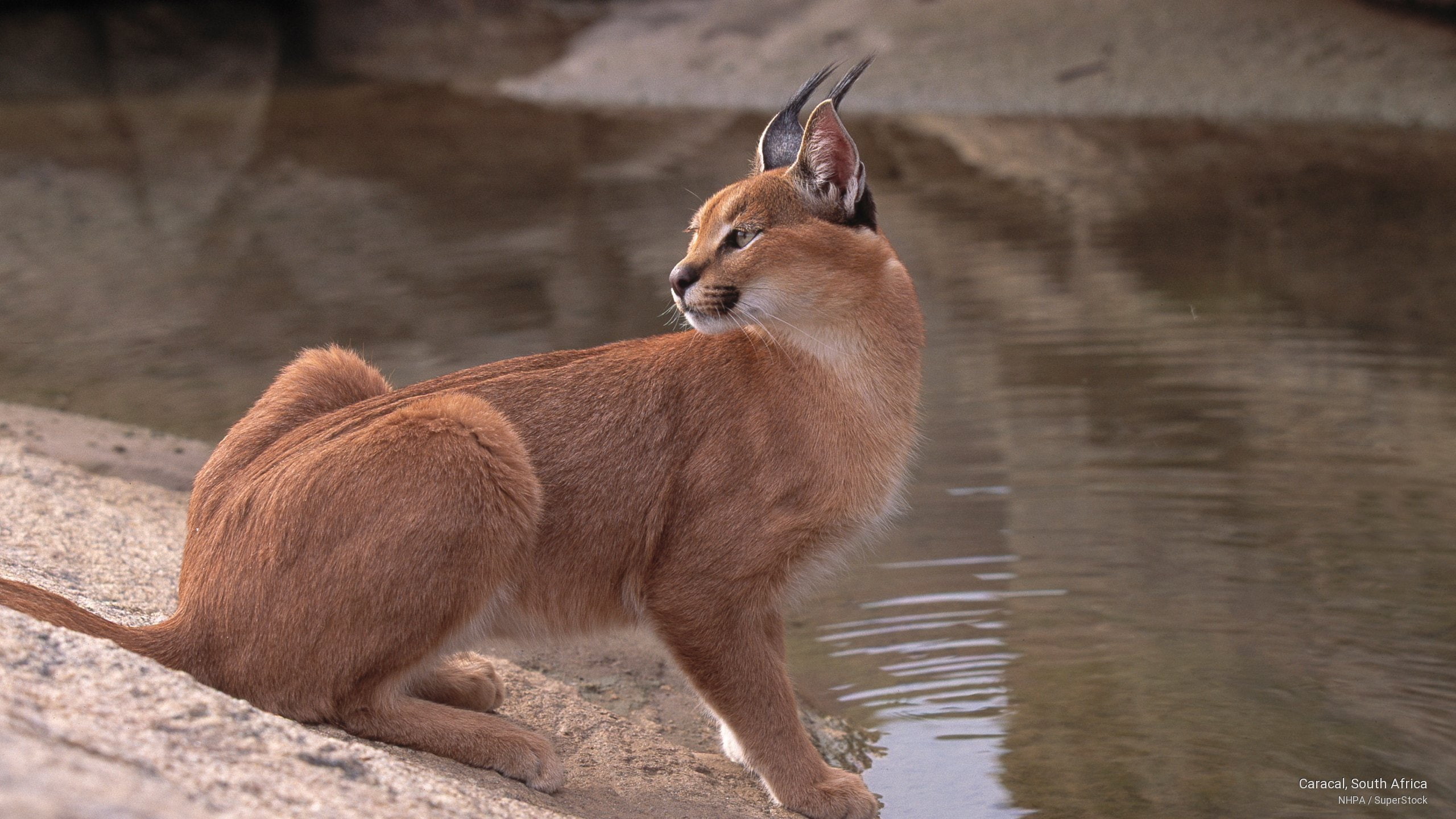 Animals, south, 2K, africa, caracal, HD Wallpaper