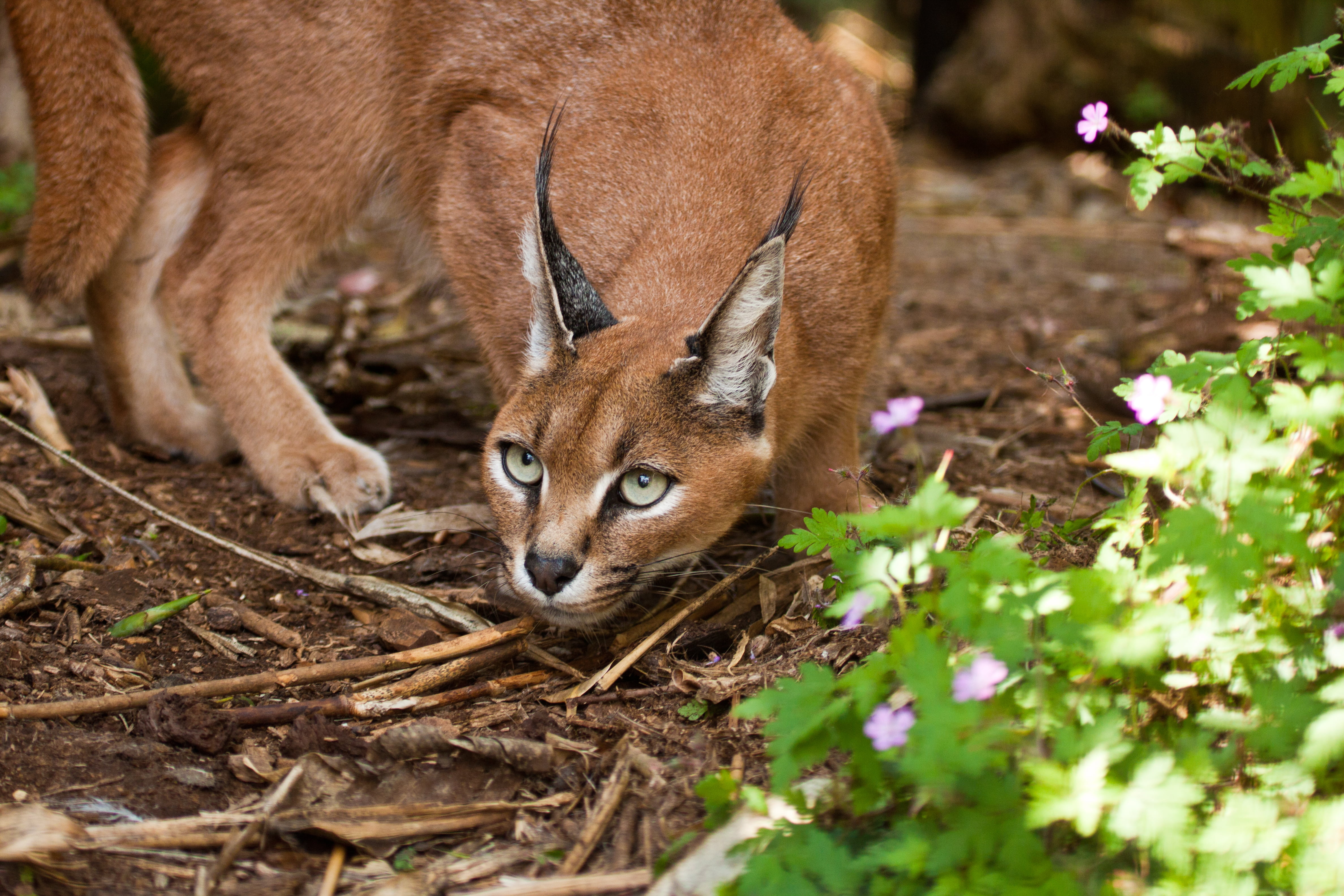 vertebrate, animal themes, look, animal wildlife, domestic animals, brown, animal head, outdoors, cat, Caracal, mammal, steppe lynx, land, one animal, day, HD Wallpaper