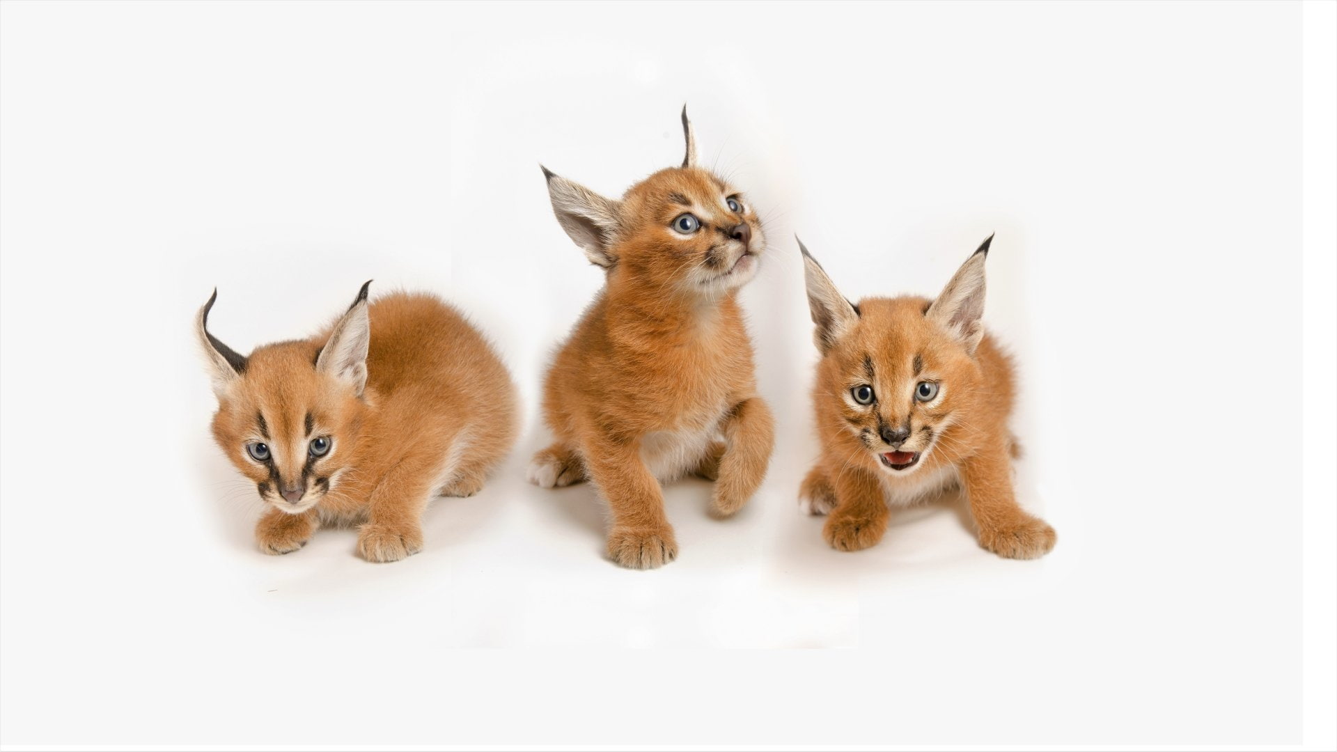 domestic, cat, pets, small, no people, animal themes, domestic animals, Animal, group of animals, animal wildlife, studio shot, Baby Animal, kitten, Cub, HD Wallpaper