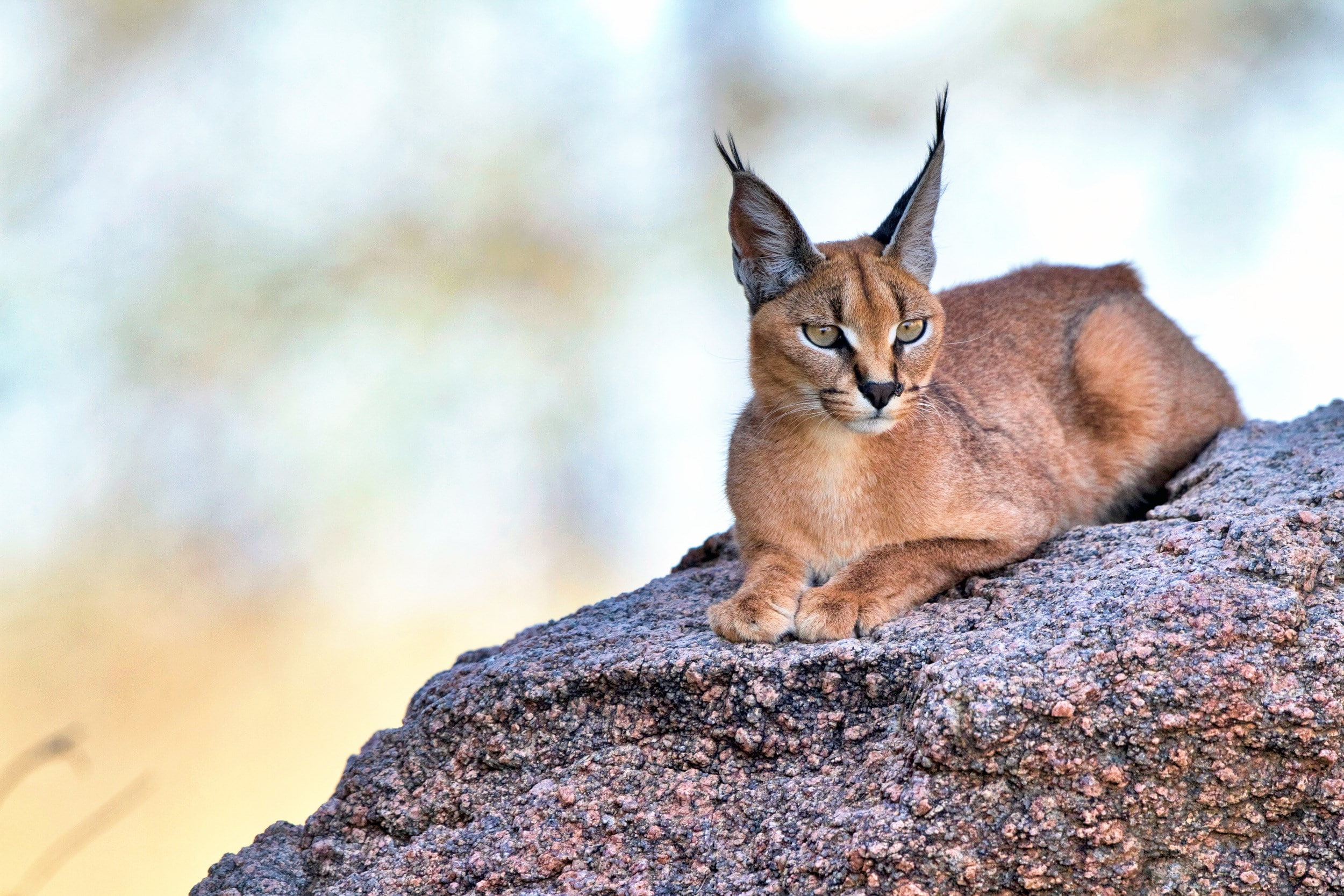 1080P, caracal, HD Wallpaper