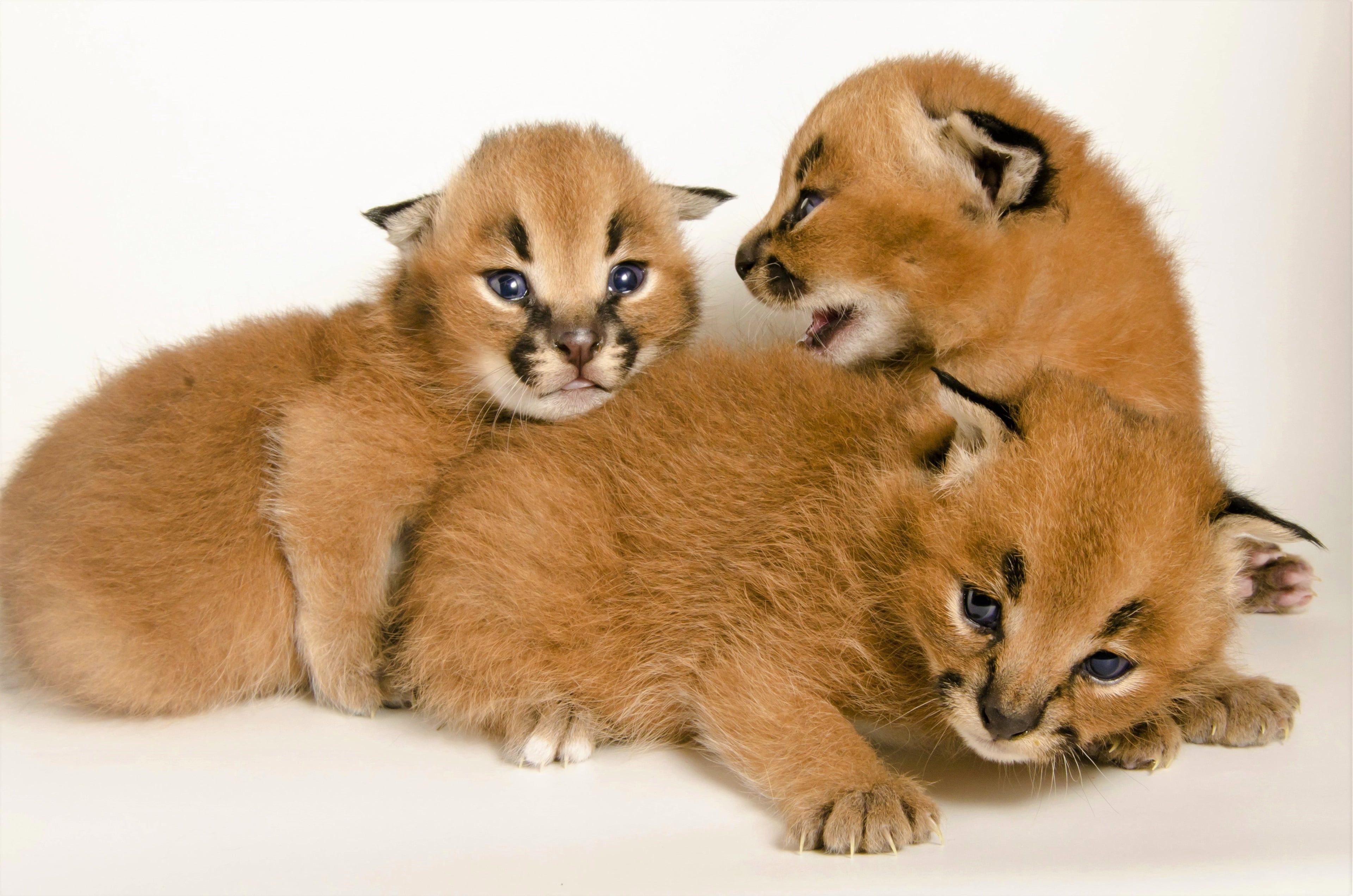 care, indoors, white background, cute, cat, animal wildlife, mammal, studio shot, feline, caracal 4k new picture, domestic, positive emotion, vertebrate, HD Wallpaper