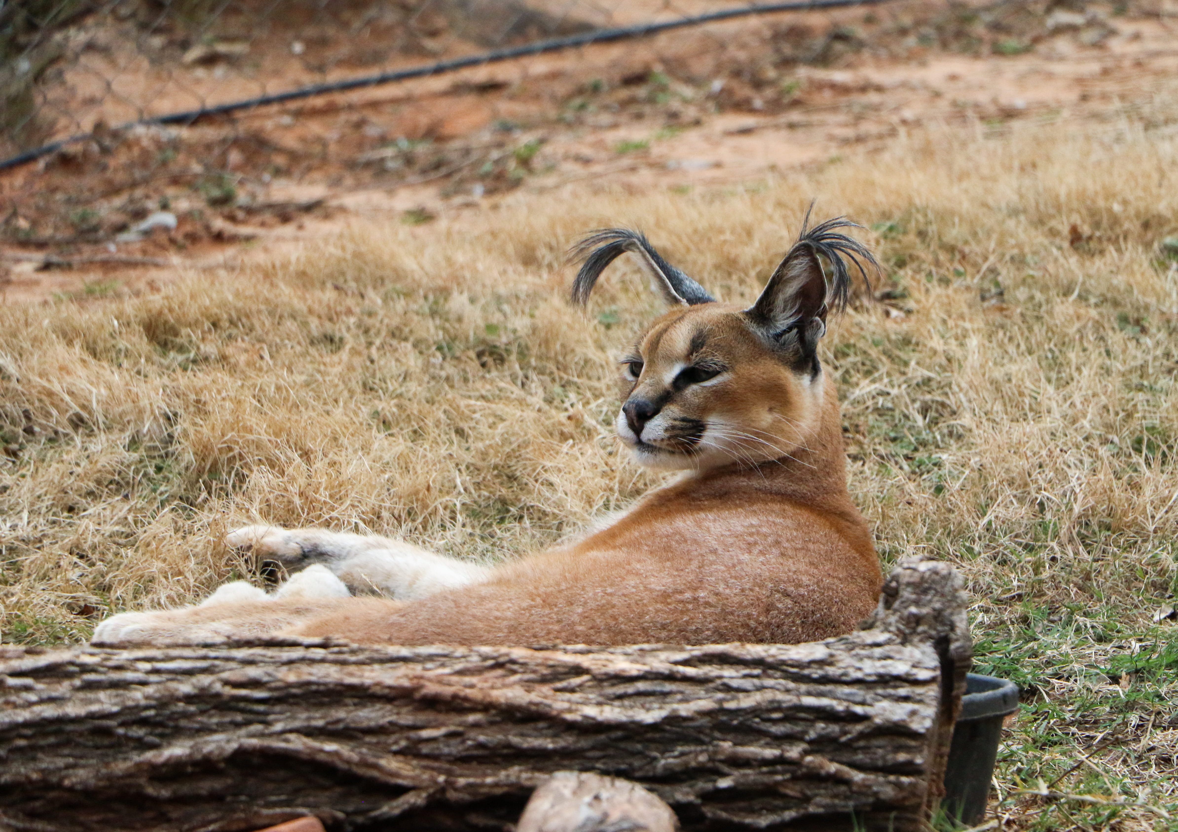 domestic animals, field, one animal, plant, buffalo, animal themes, focus on foreground, cat, wallaby, caracal, leopard, herbivorous, ground, legged, mammal, HD Wallpaper