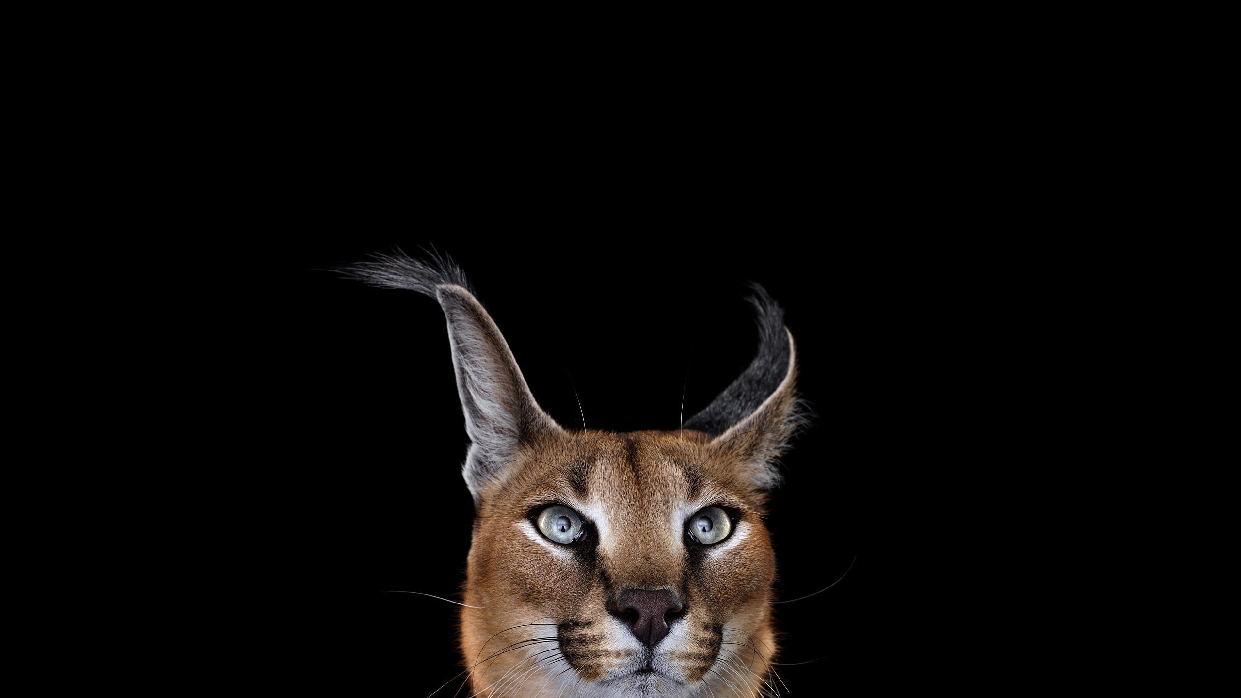 Simple Background, Mammals, 2K, caracal, cat, photography, HD Wallpaper