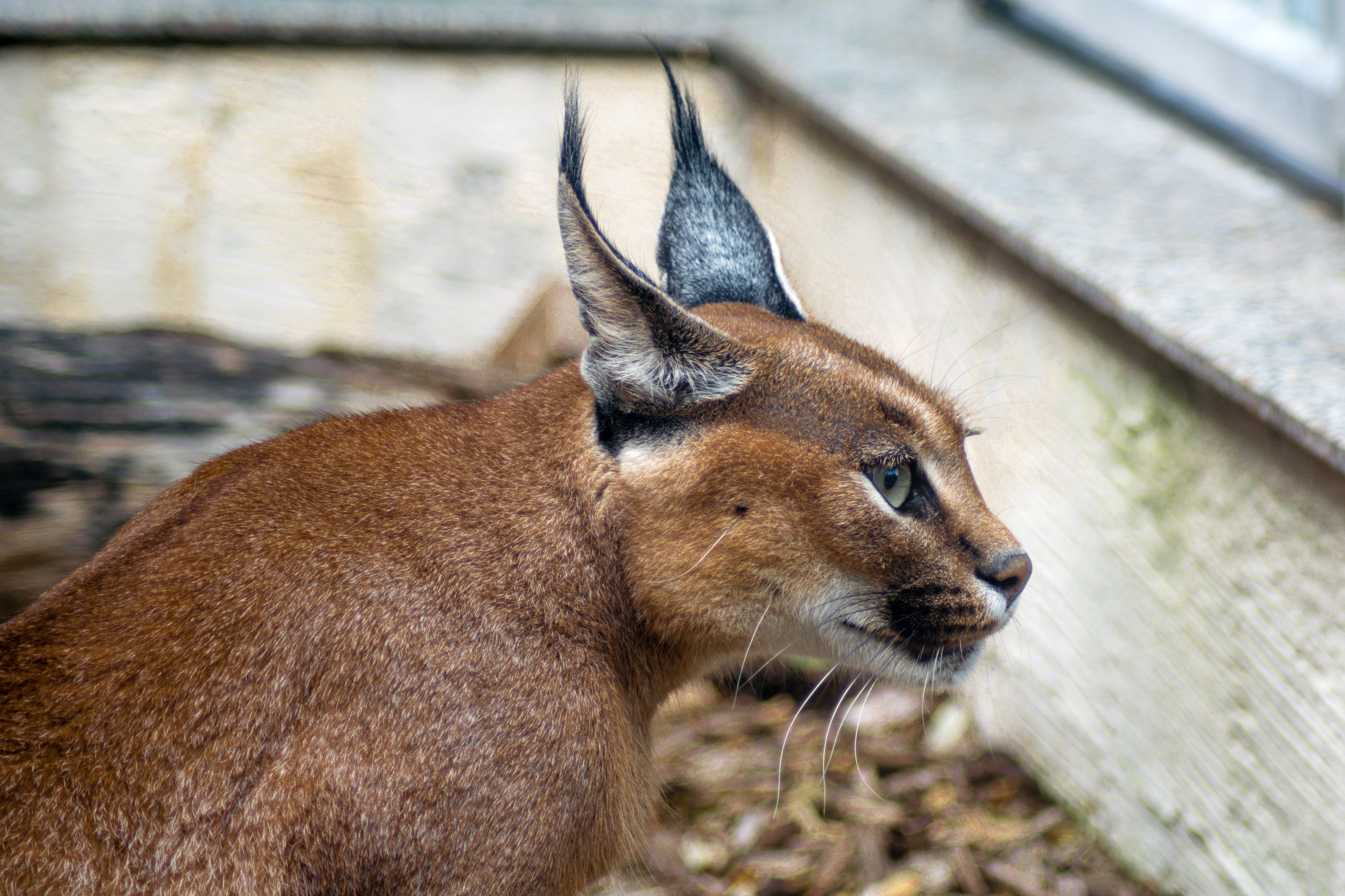 pets, big cat, photography, macro, aggression, feline, short, animal body part, vertebrate, focus on foreground, caracal caracal, one animal, cat, desert lynx, HD Wallpaper