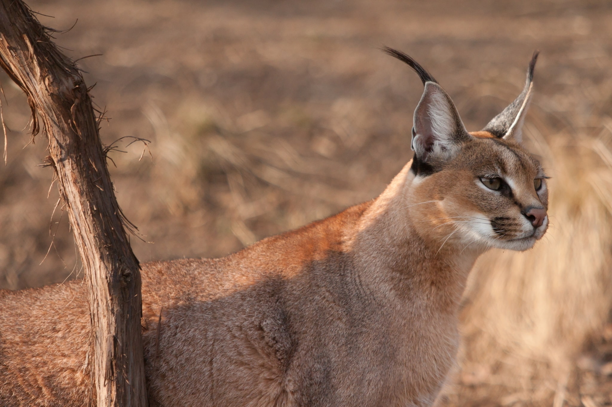 face, brush, branch, 1080P, cat, Caracal, looks, ears, wild, look, HD Wallpaper
