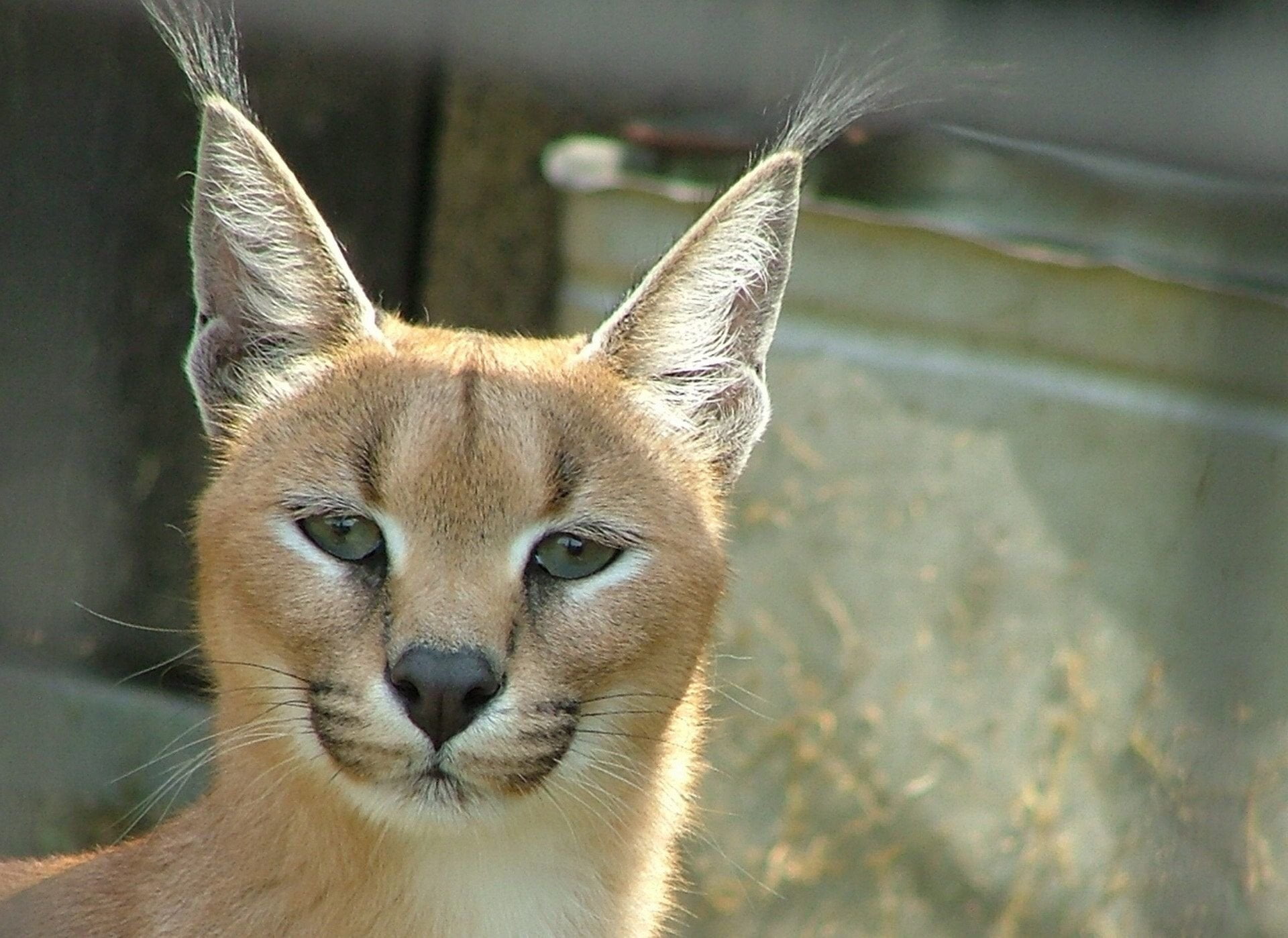 looking at camera, feline, domestic animals, pets, mammal, Cats, animals in the wild, close-up, 1080P, portrait, focus on foreground, whisker, animal, HD Wallpaper
