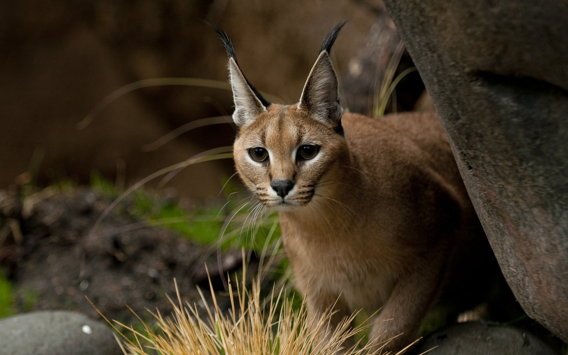 nature, Caracal, 1080P, blurred background, HD Wallpaper