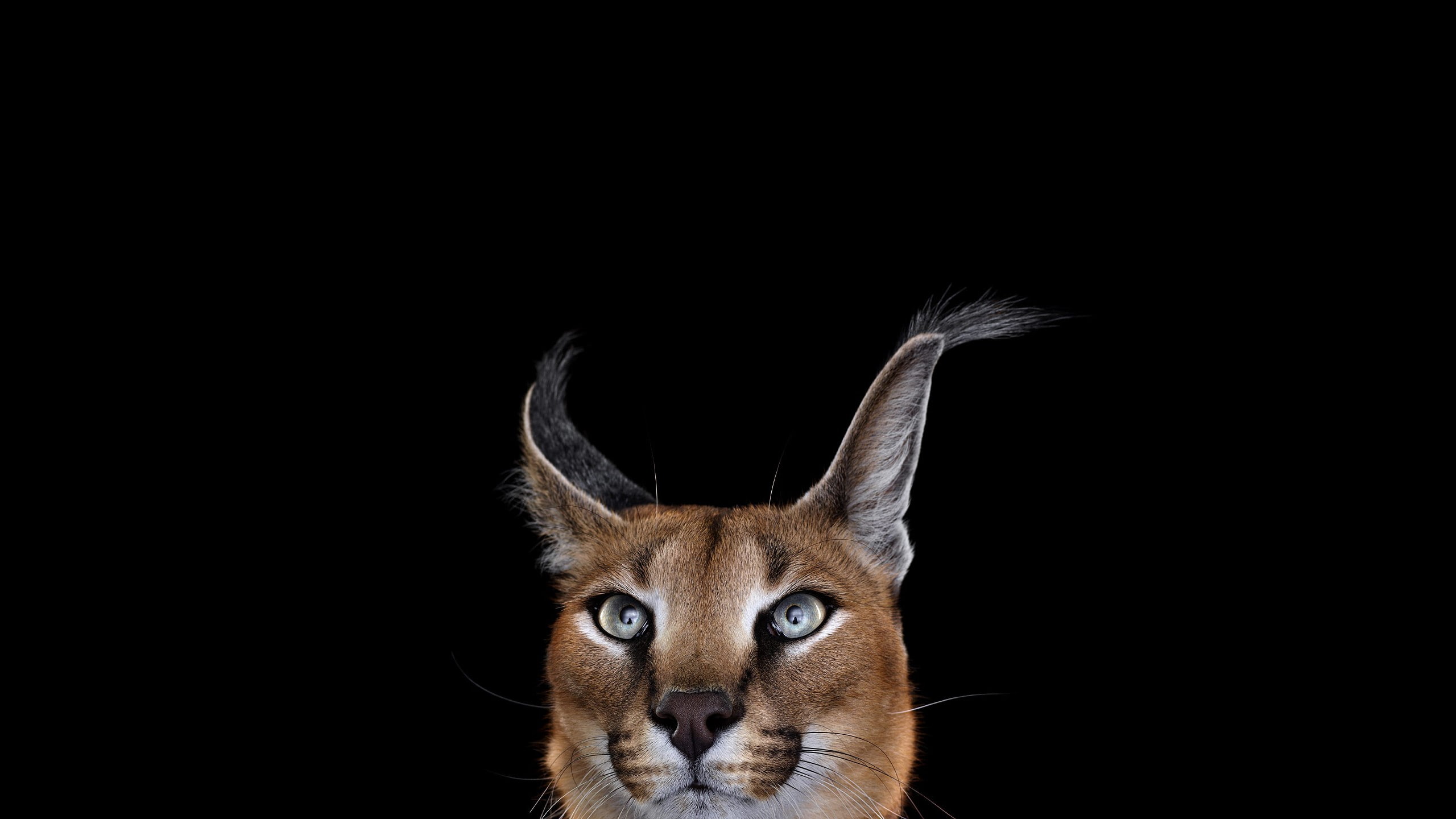 simple background, 2K, mammals, cat, Caracal, photography, HD Wallpaper