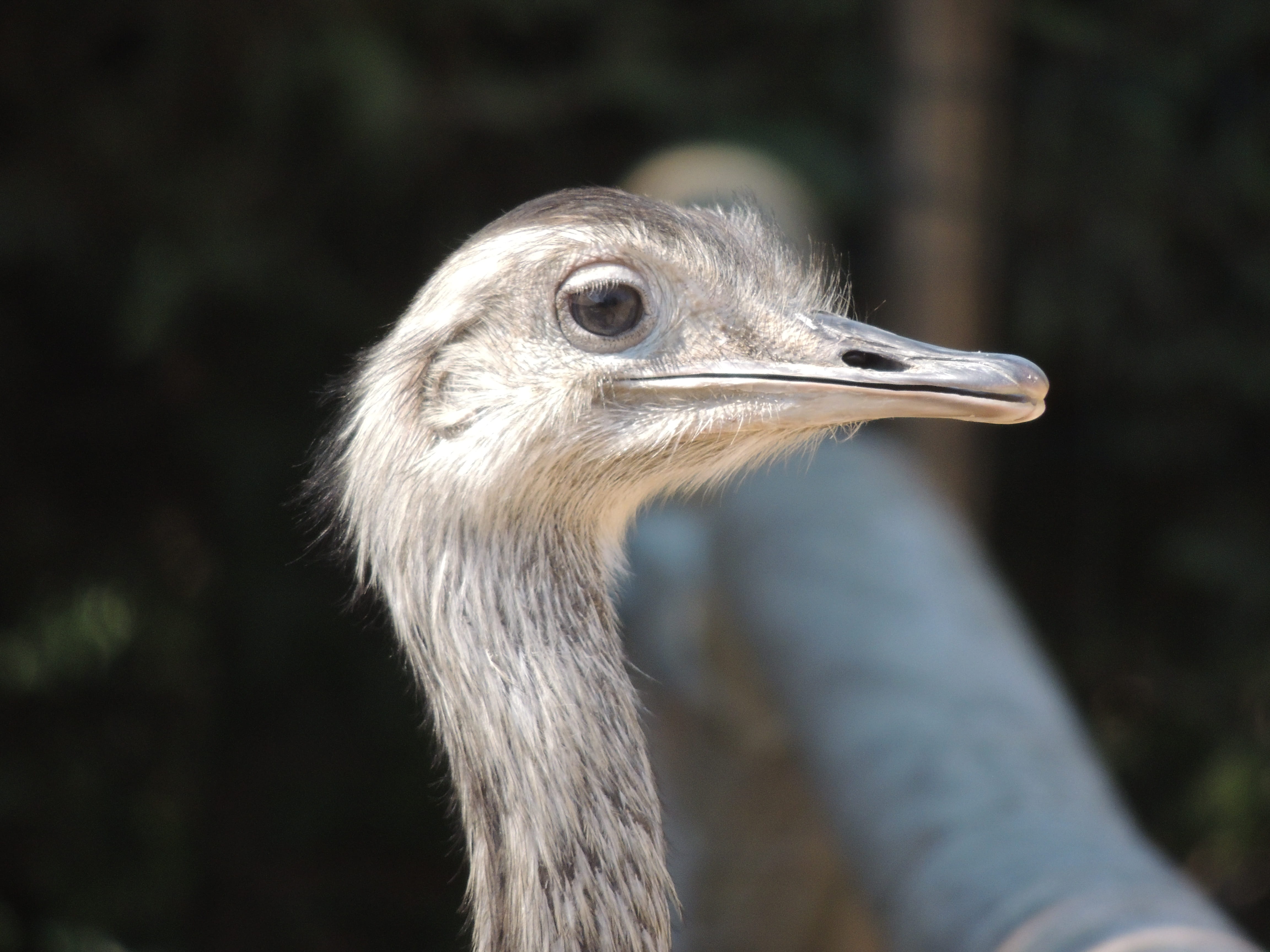 nature, emu, no people, focus on foreground, vertebrate, animal body part, animal eye, looking away, animal wildlife, one animal, side view, romanèche-thorins, HD Wallpaper