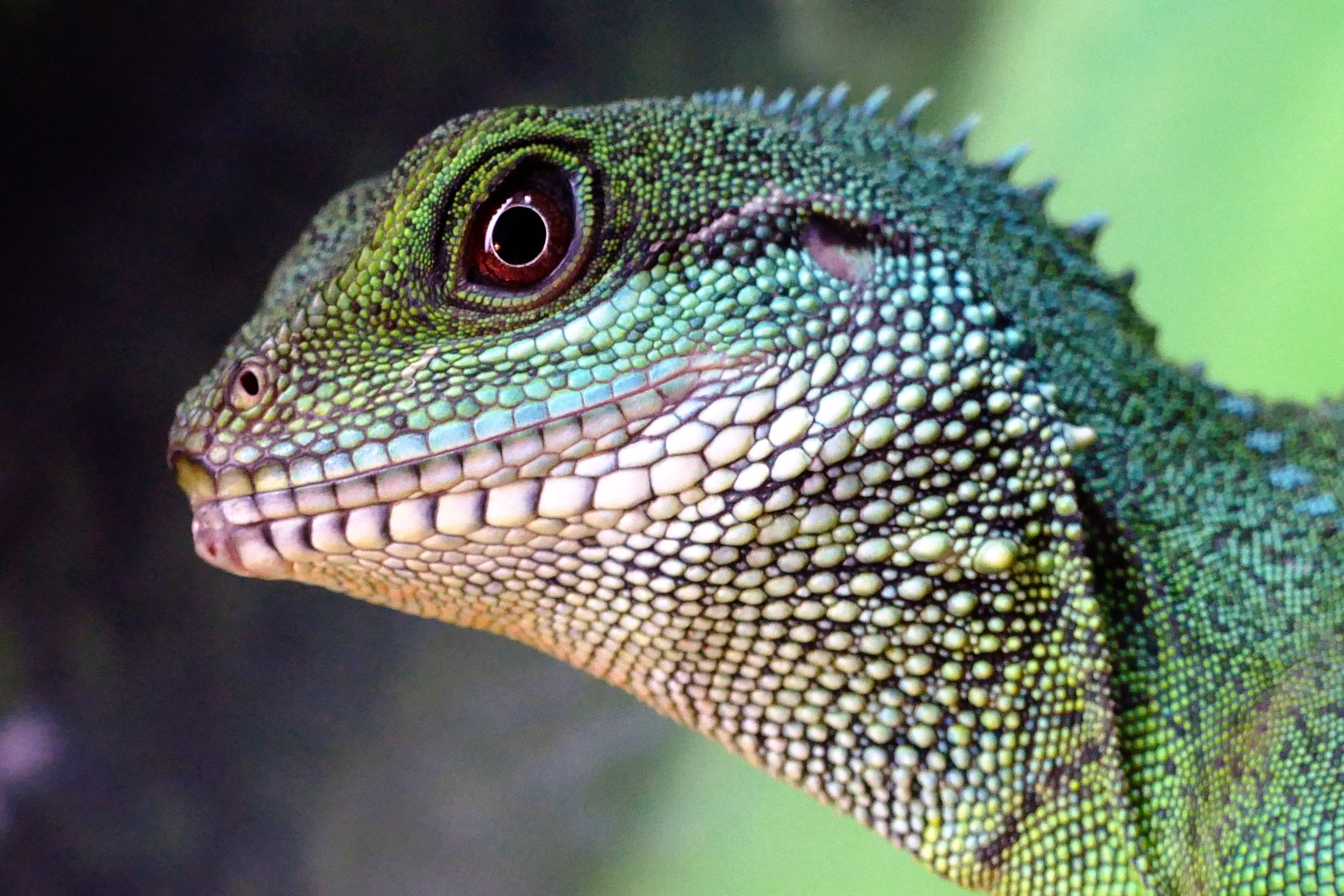 focus on foreground, portrait, crested, animal eye, looking, green color, scale, animals in the wild, side view, animal themes, close-up, tropical, nature, HD Wallpaper