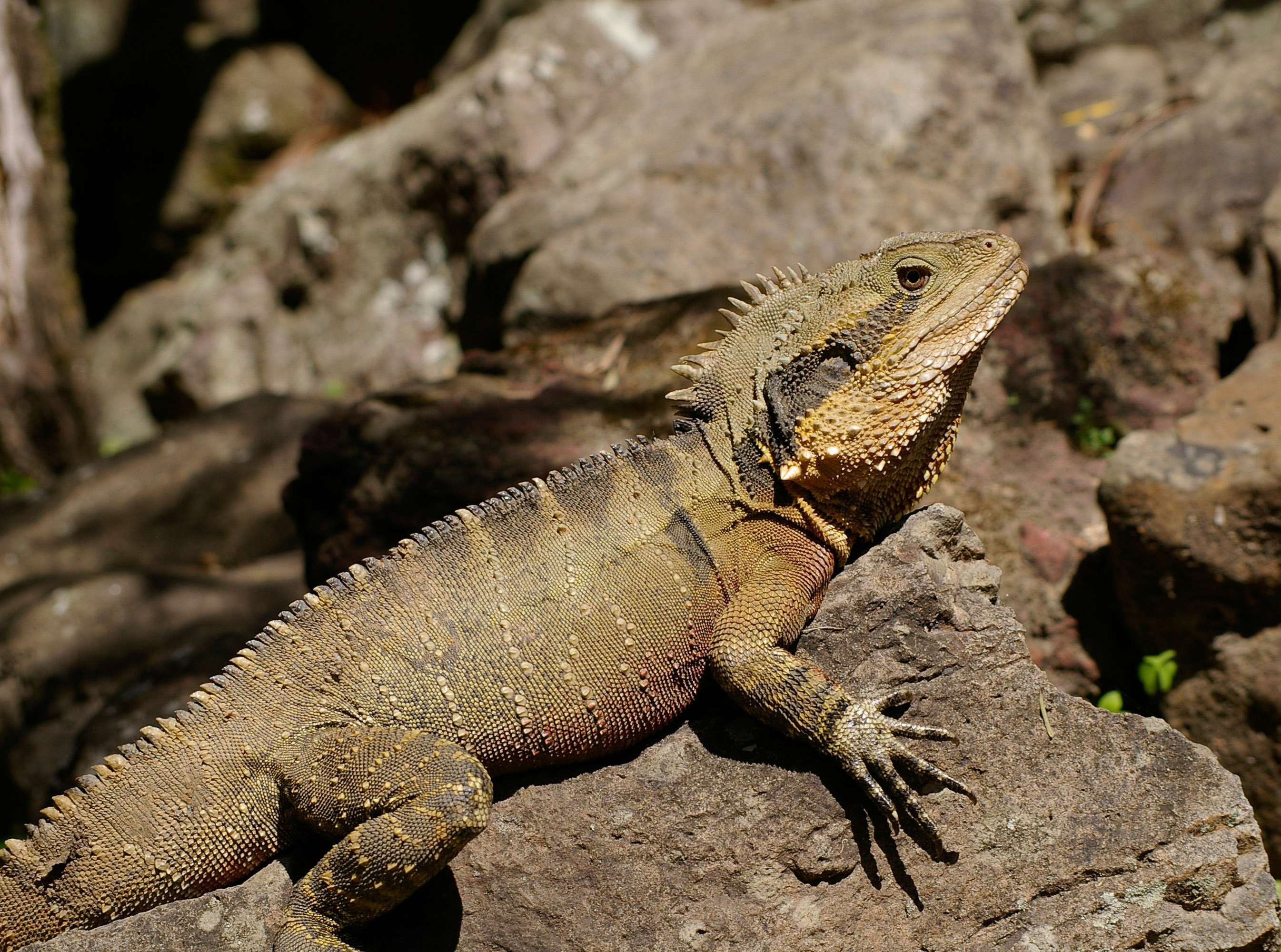 lizard, outdoors, species, nature, one animal, side view, vertebrate, brown, animals in the wild, australian water dragon, wildlife, wild, no people, tree, HD Wallpaper