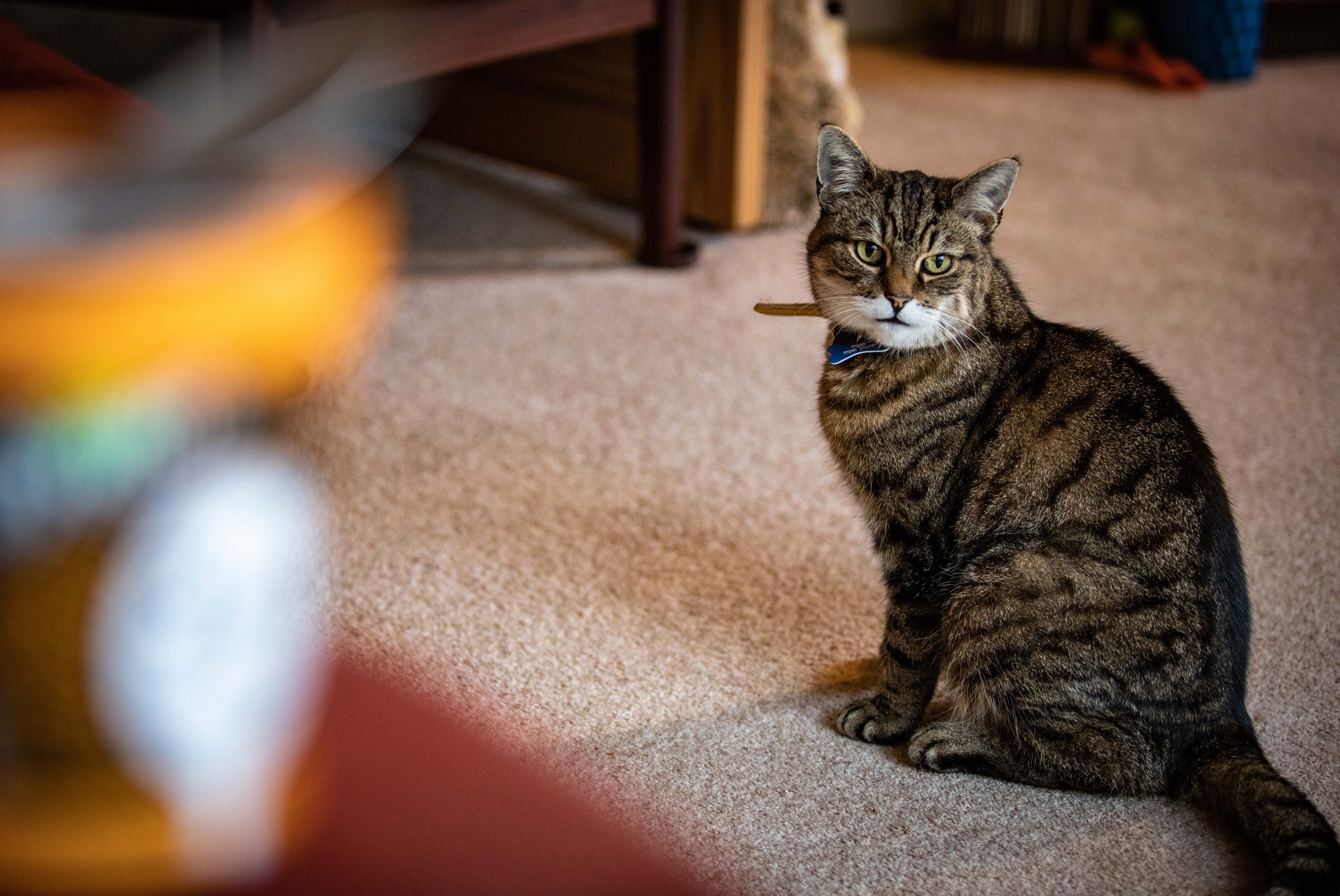 sitting, domestic animals, one animal, domestic, bookcase, whisker, tabby, feline, abyssinian, 5K, walnut, brown, furniture, looking, siamese, selective focus, HD Wallpaper
