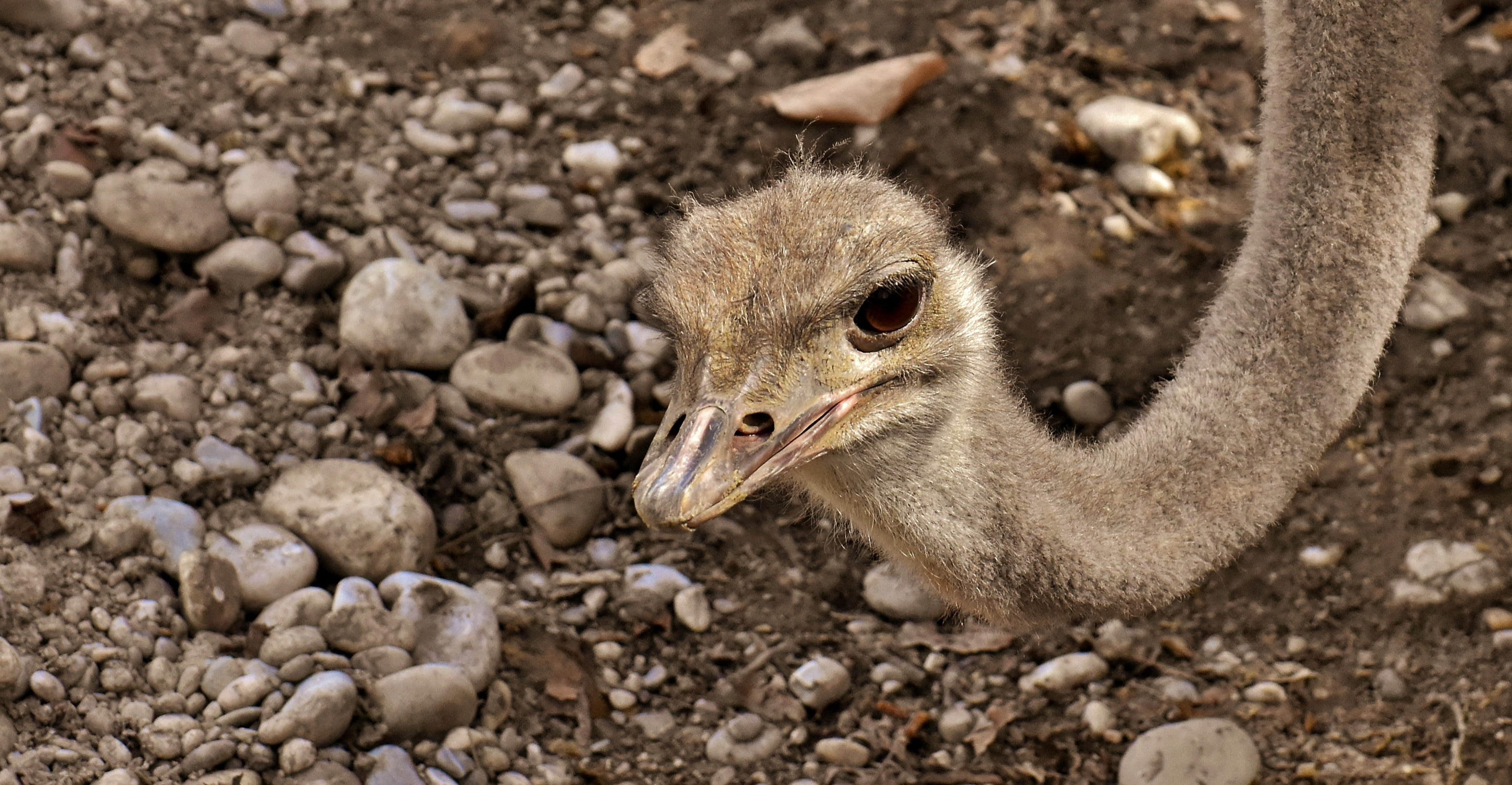 ostrich, animal themes, beak, 2K, vertebrate, dirt, focus on foreground, head, wildlife photography, closeup, animal, animal wildlife, no people, day, HD Wallpaper