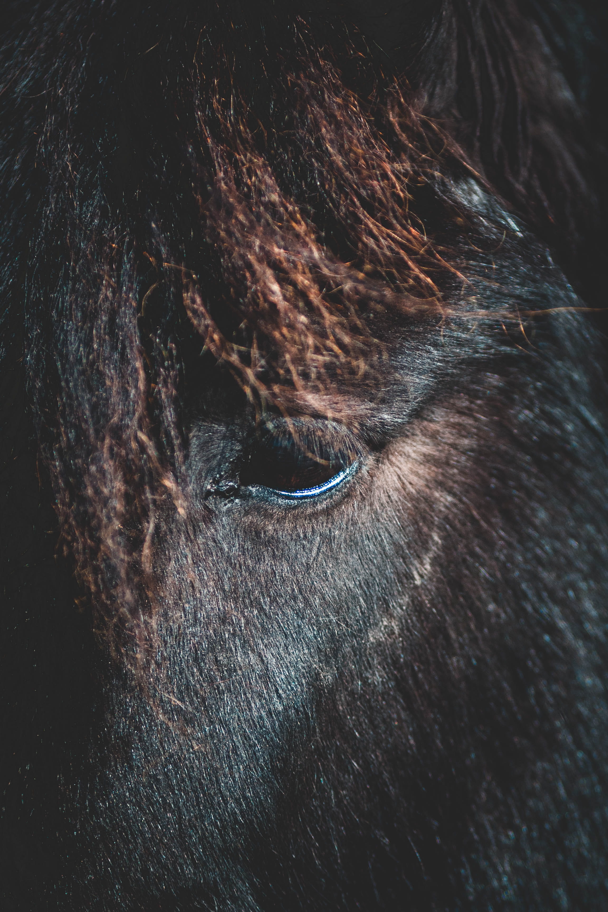 animal head, pets, mammal, animal hair, animal, horse, domestic animals, herbivorous, animal wildlife, eyes, no people, livestock, vertebrate, domestic, Phone HD Wallpaper