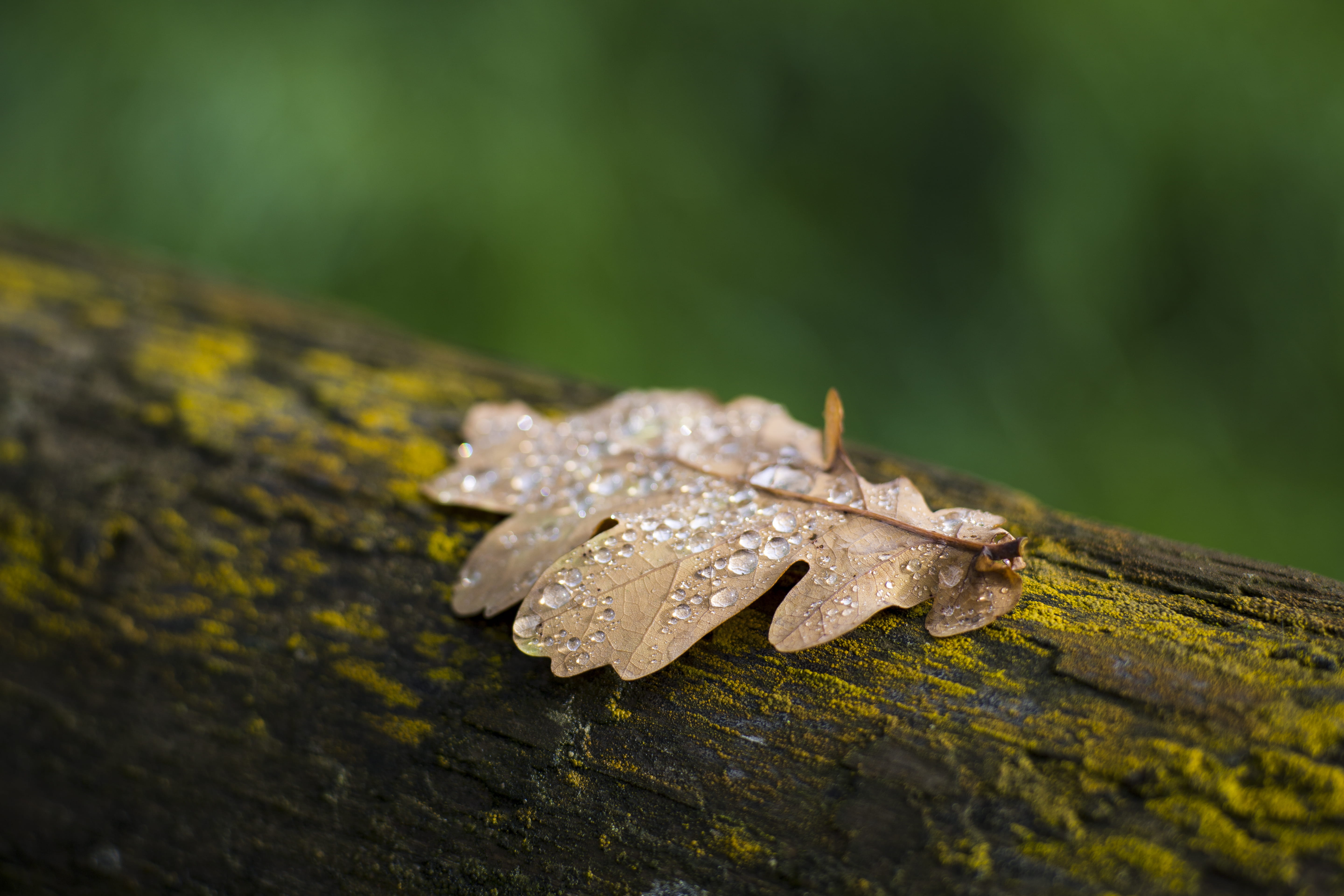 close-up, plant part, brown, focus, no people, outdoors, textured, tree, plant, photograhpy, day, wet, 5K, lichen, trunk, tree trunk, water, wood - material, HD Wallpaper