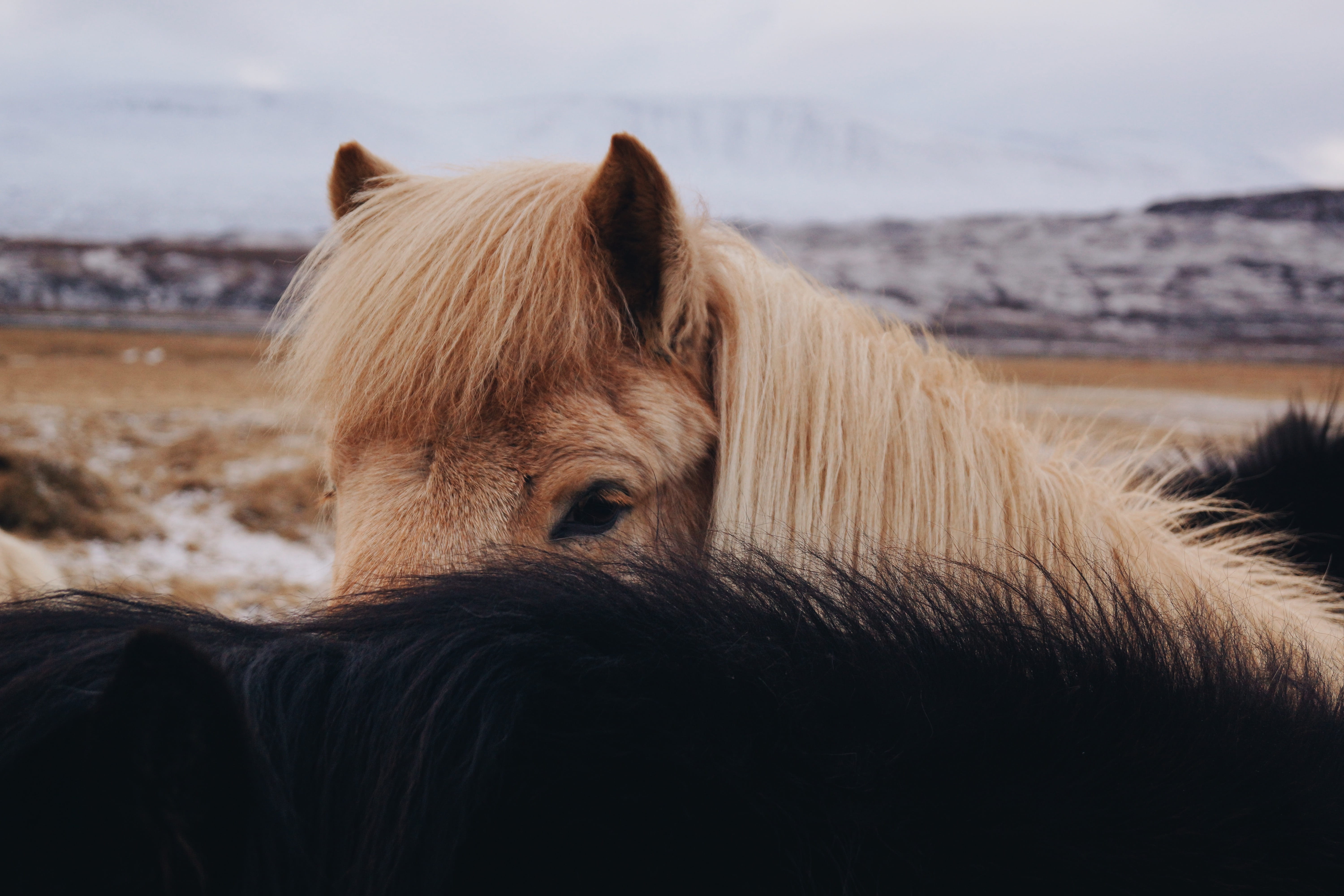 one animal, animal body part, domestic animals, pets, horses, animal hair, animal wildlife, hair, vertebrate, close-up, livestock, herbivorous, day, animal themes, HD Wallpaper