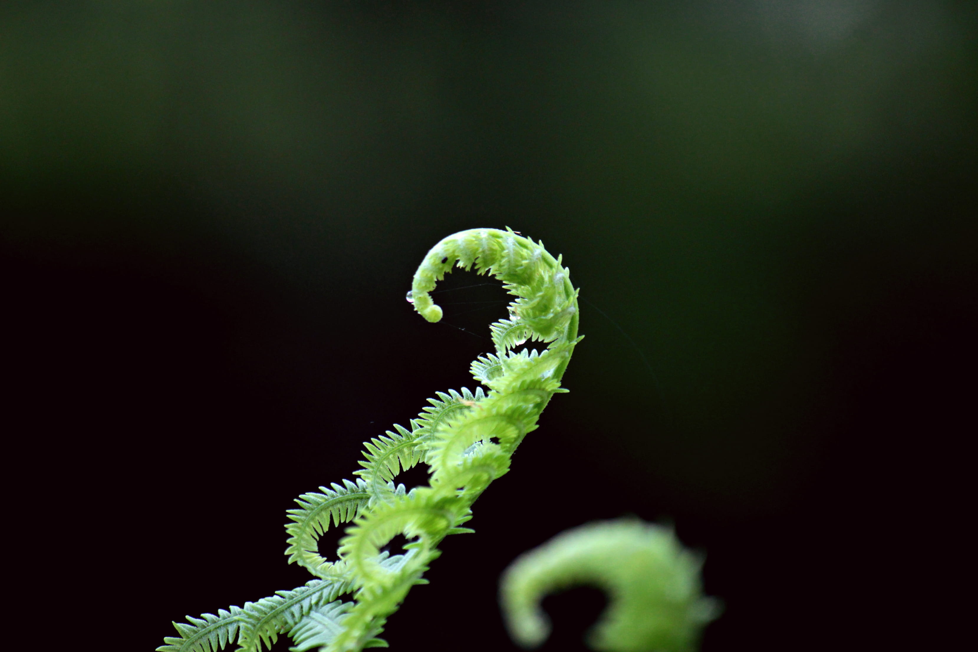no people, green Color, freshness, one animal, animals in the wild, black, animal wildlife, selective focus, macro, photograhpy, green leaf, invertebrate, HD Wallpaper