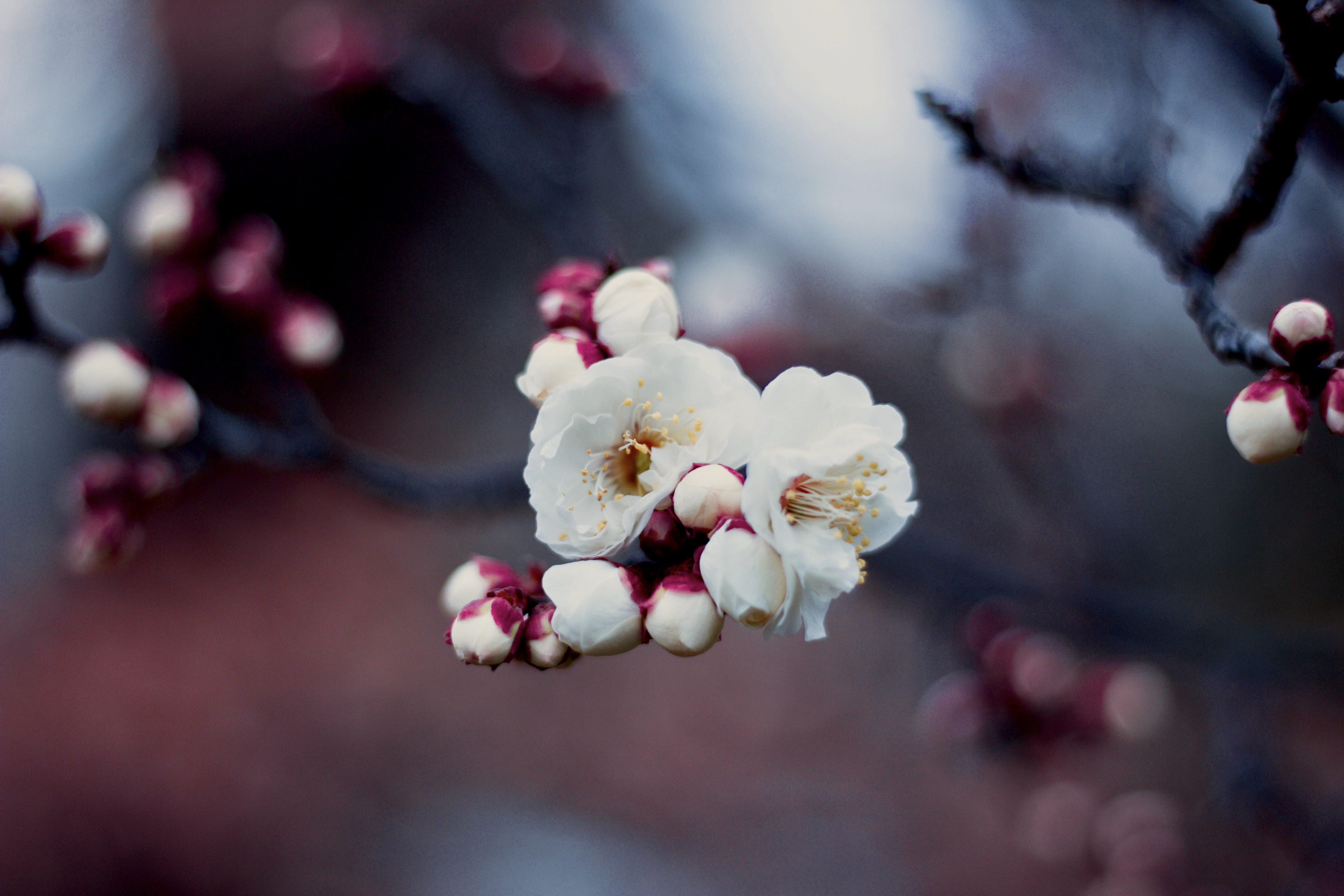 spring, nature, pink color, close, focus on foreground, freshness, beauty in nature, blossom, petal, selective focus, branch, geranium, tokyo, ume, cherry tree, HD Wallpaper
