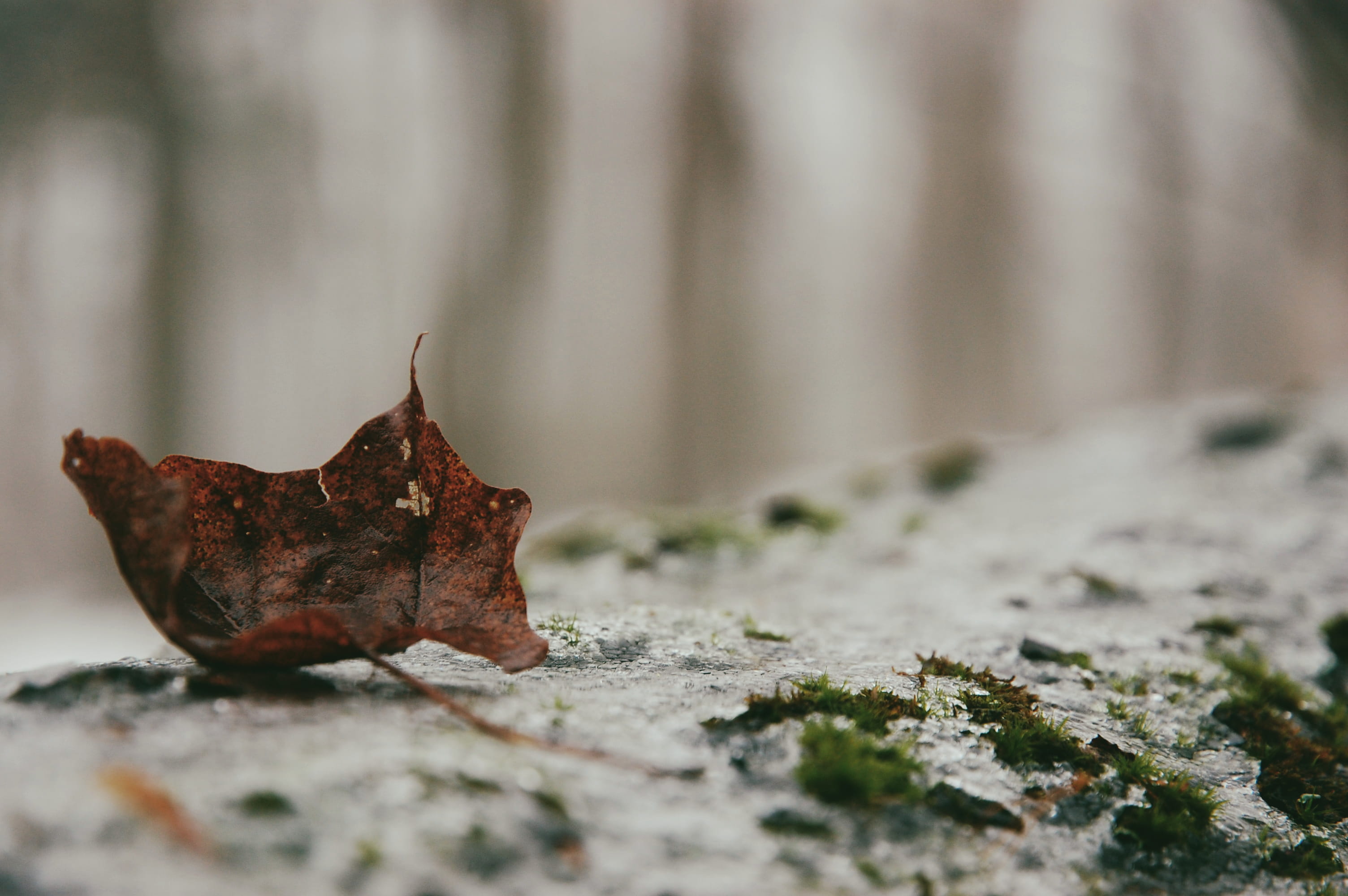 surface level, agaric, 2K, poultry, change, moss, blue jay, chicken, ground, plant, selective, selective focus, dried, no people, outdoors, winter, fungus, HD Wallpaper