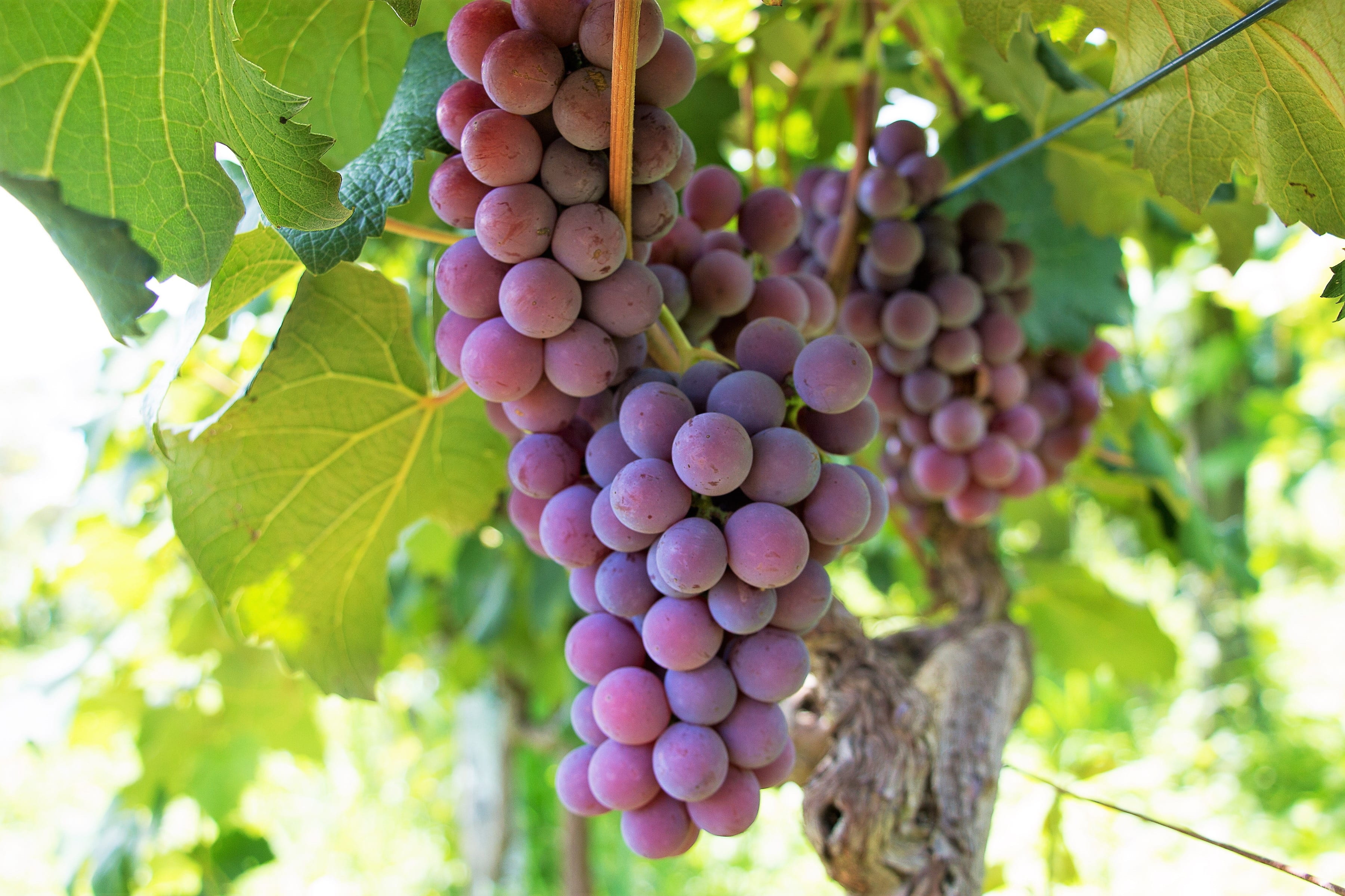 focus on foreground, winemaking, wine, food and drink, fruit, cacho, plant, outdoors, growth, freshness, food, leaf, vineyard, wellbeing, 2K, grape, shallow, HD Wallpaper