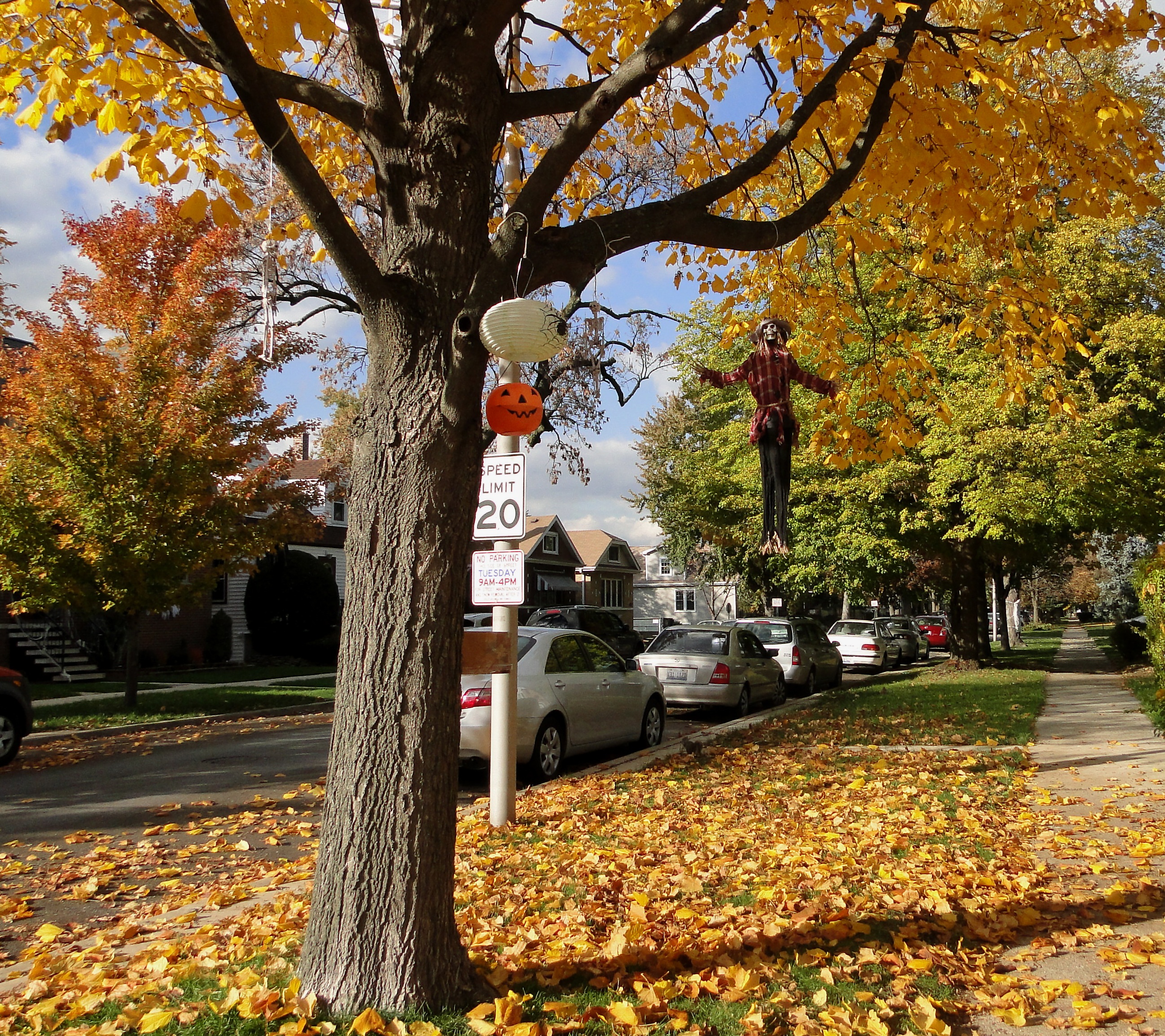car, outdoors, yellow, park - Man Made Space, plant part, shadows, leaf, city, tree, motor vehicle, growth, change, leaves, day, saints, land vehicle, halloween party, HD Wallpaper