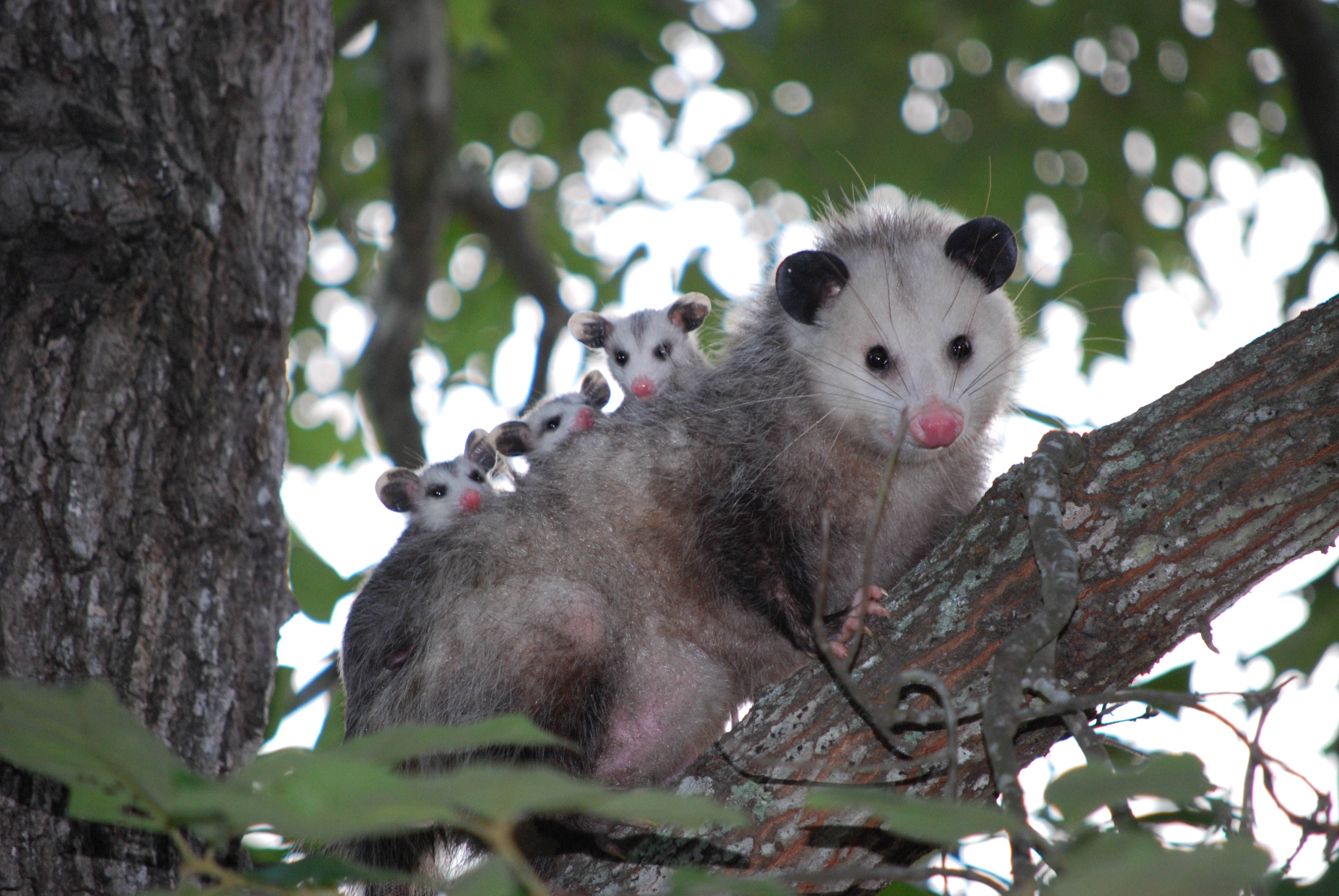 family, tree, 4K, care, cubs, possum, HD Wallpaper