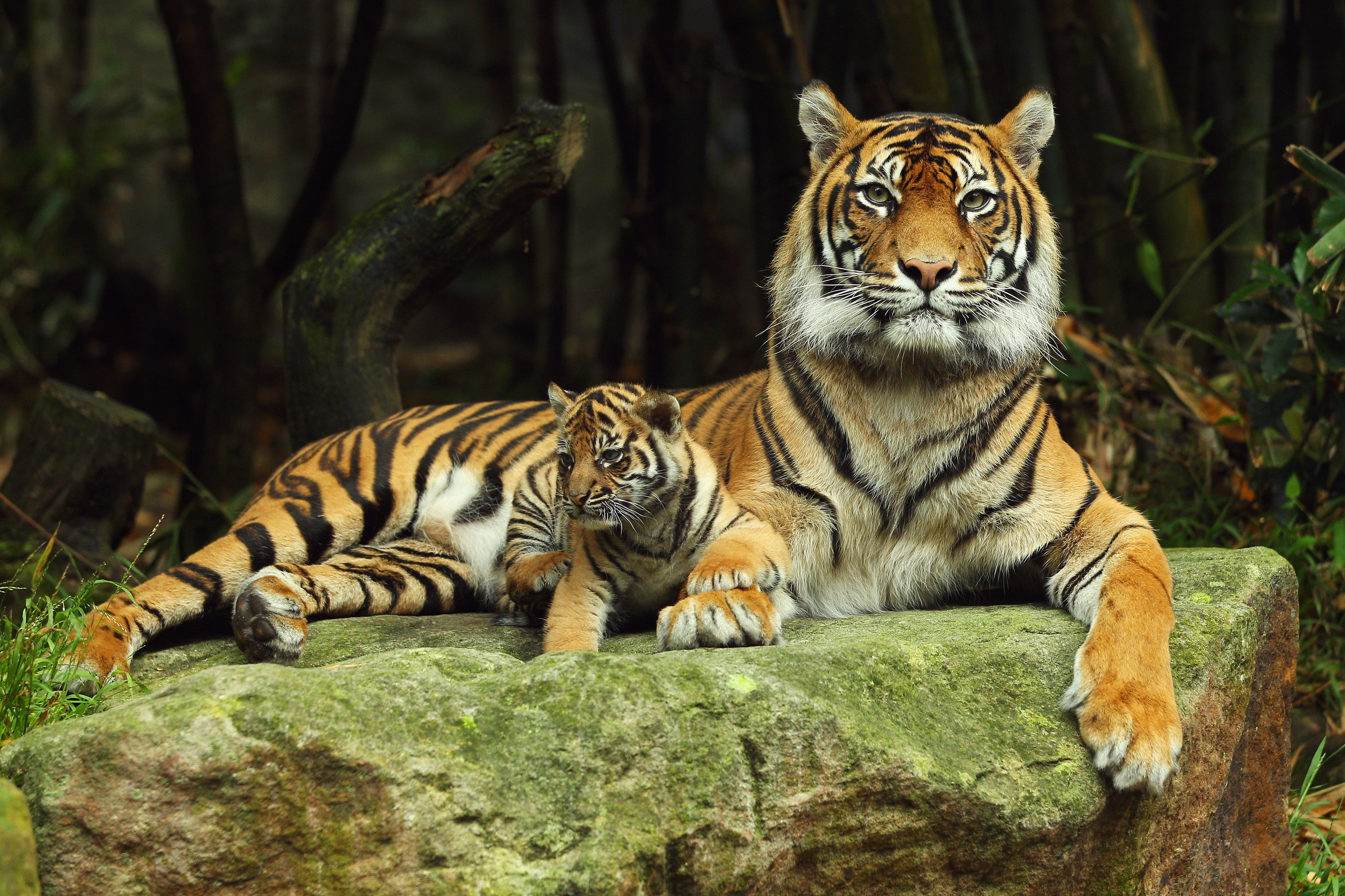 tiger, tropical Rainforest, relaxation, animal, one animal, beauty In Nature, vertebrate, couple, no people, animal themes, big Cat, endangered Species, HD Wallpaper