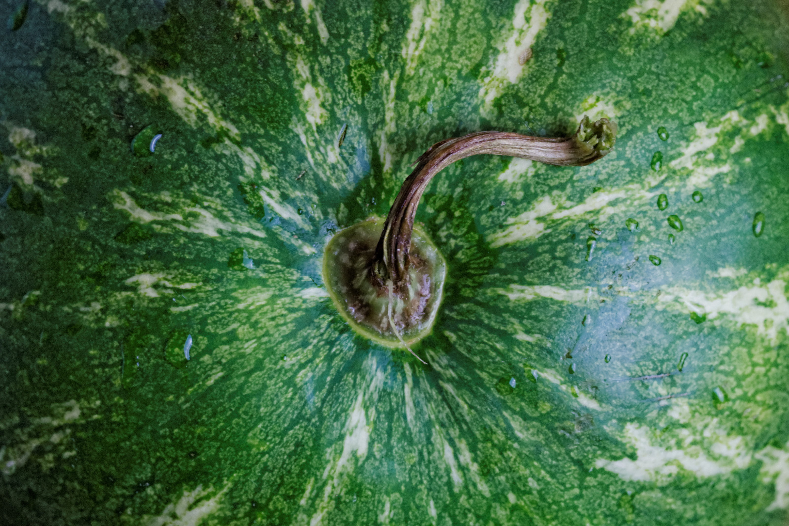 animal, food and drink, fruit, day, water, green color, healthy eating, one animal, watermelon, plant, close-up, high angle view, nature, leaf, growth, HD Wallpaper