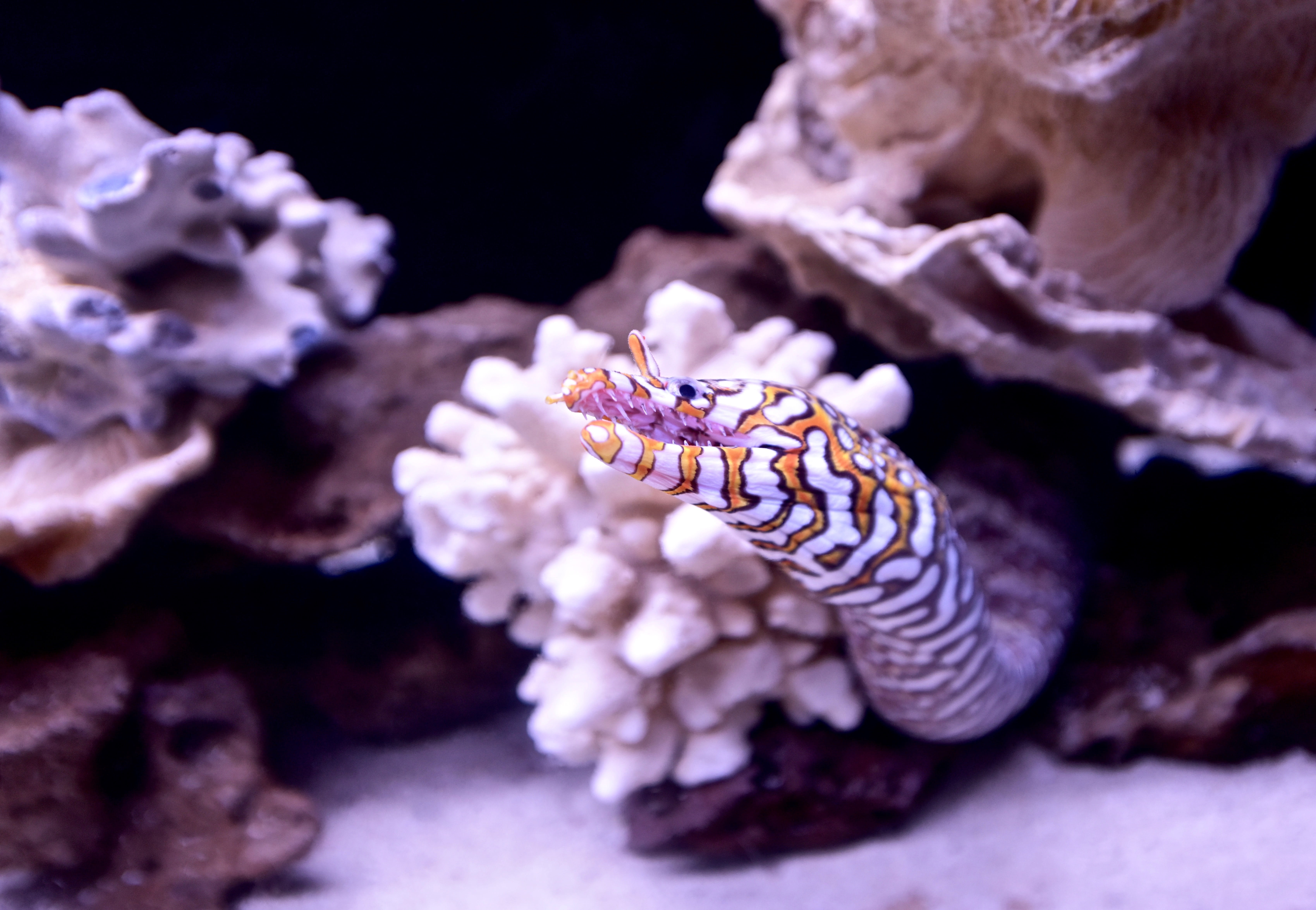 Water, sea, nature, poisonous, animals, sea life, Underwater, outdoors, animals in the wild, marine, animal themes, undersea, bright, selective focus, 5K, HD Wallpaper