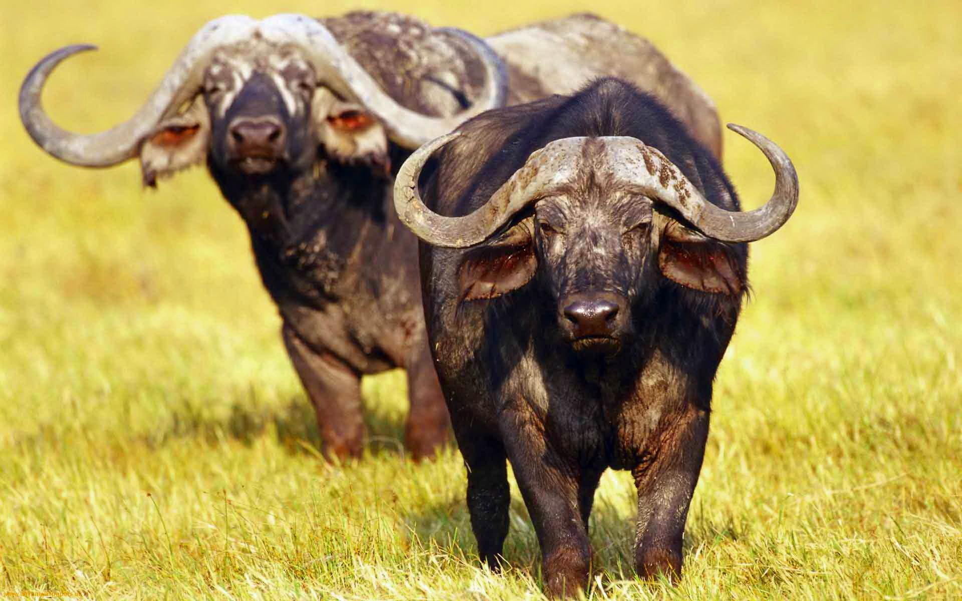 power, africa, buffalo, grass, 1080P, animals, plains, HD Wallpaper