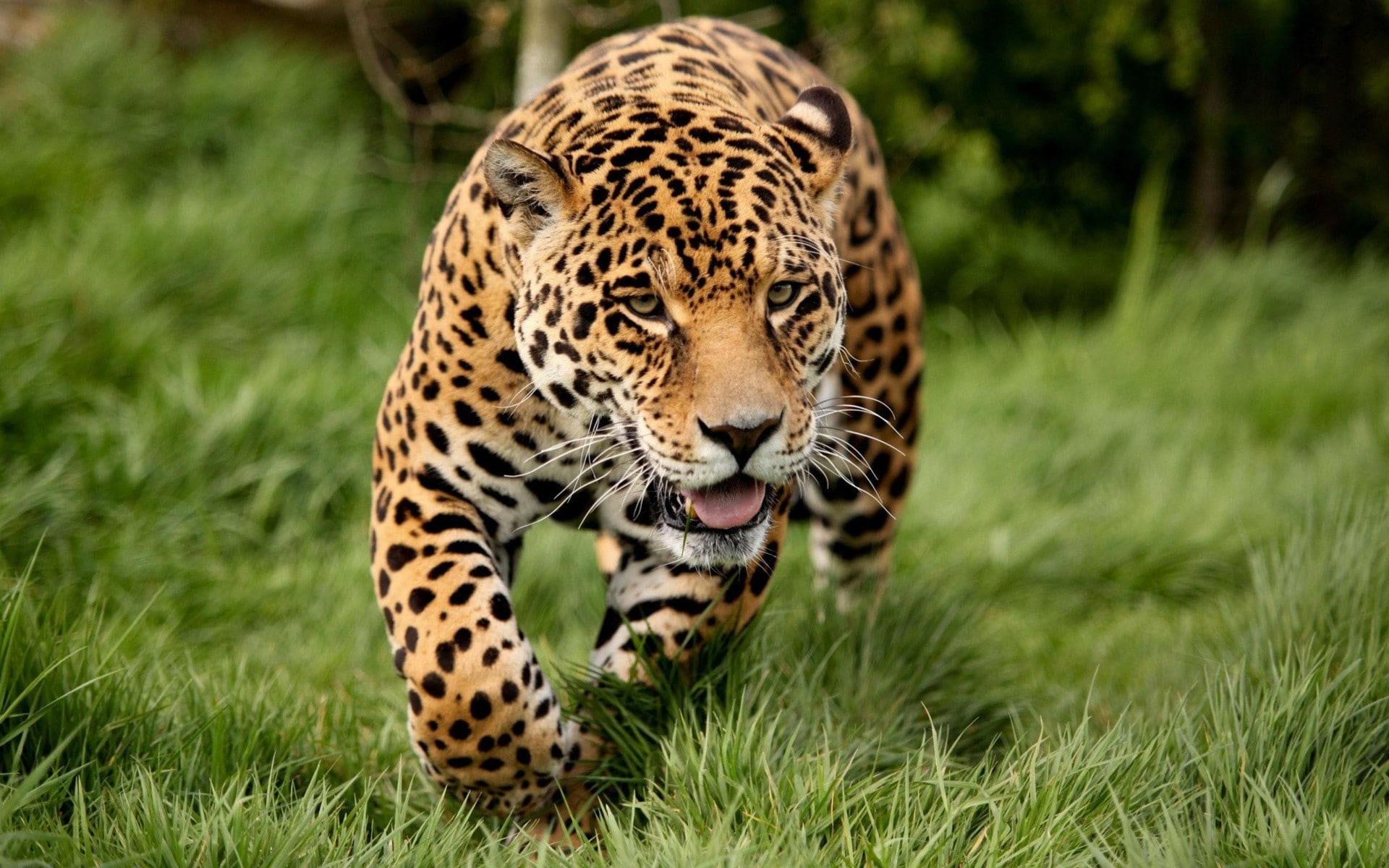 Leopard, 1080P, running, green, Animals, grassland, panther, HD Wallpaper